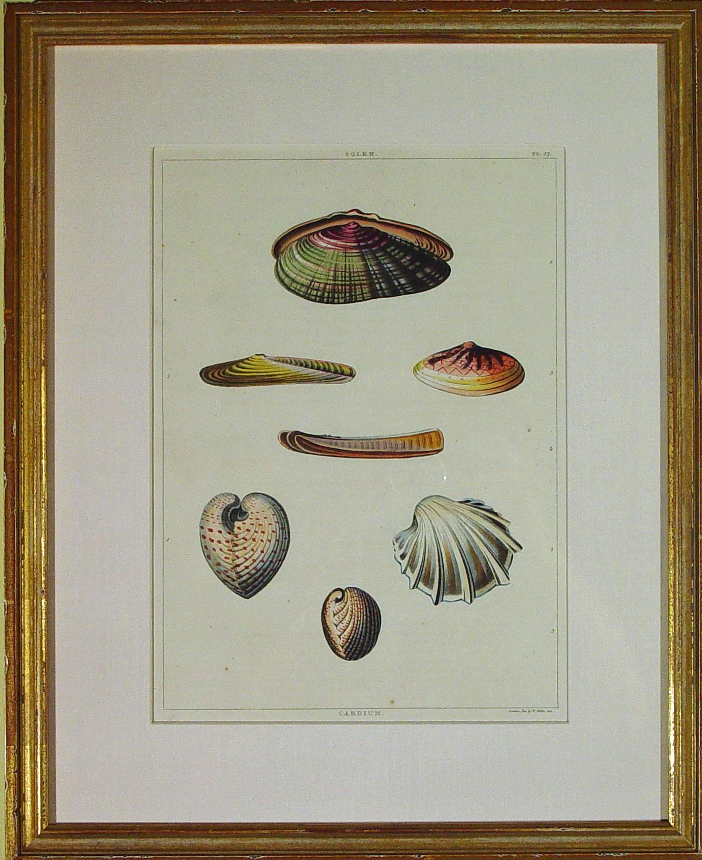 Sea Shells Large Engraving George Perry from the Natural History of Shells 1