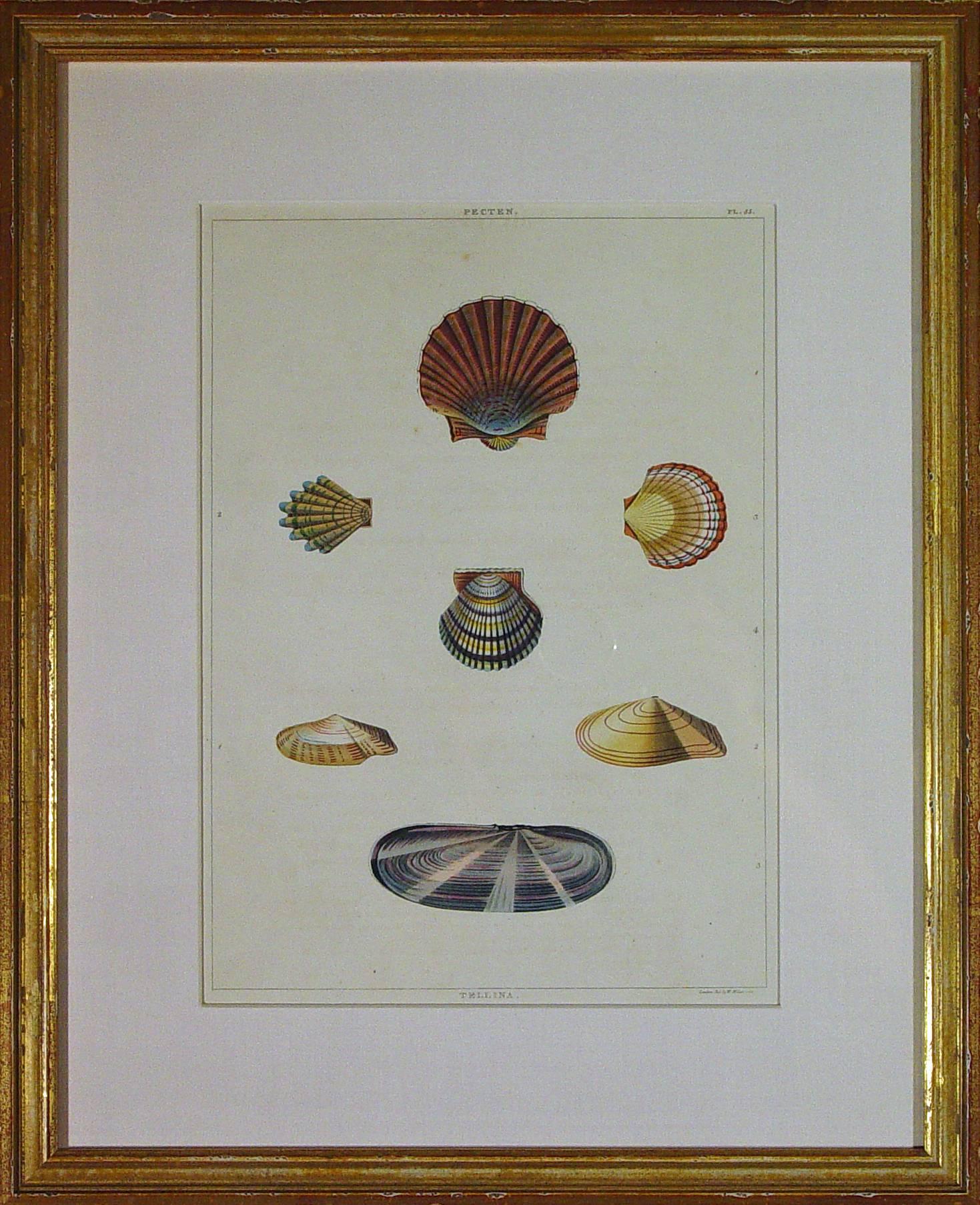 Sea Shells Large Engraving George Perry from the Natural History of Shells 2