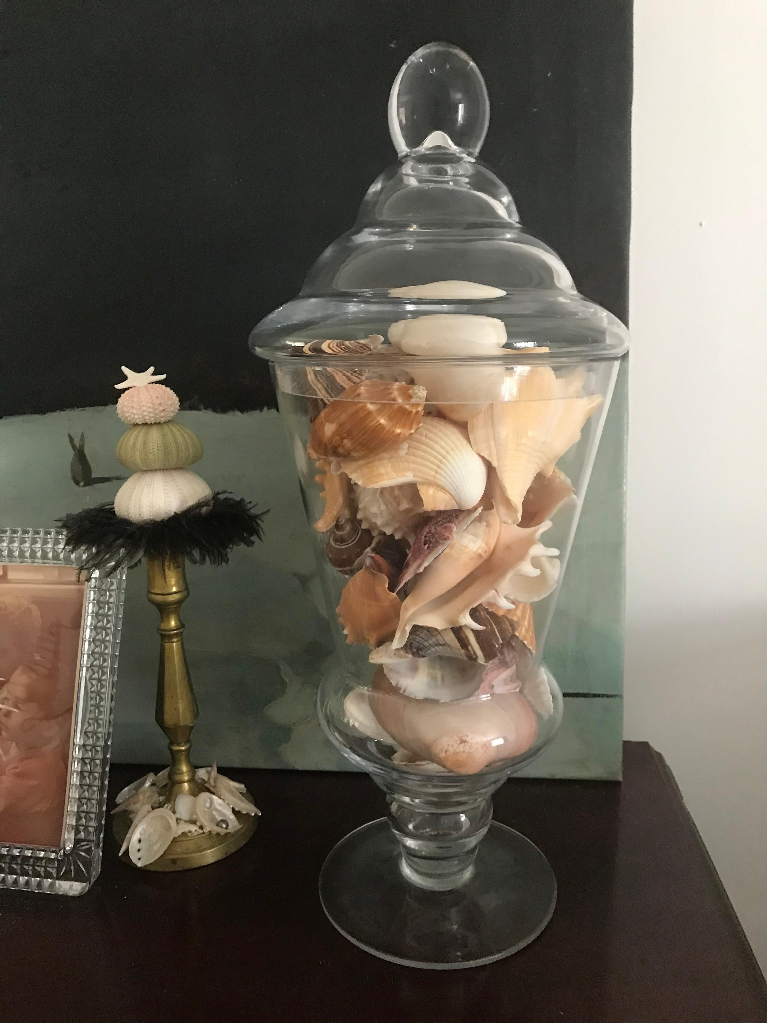  A selected Collection of middle size shells 3-5” in a glass vase with cover.16”