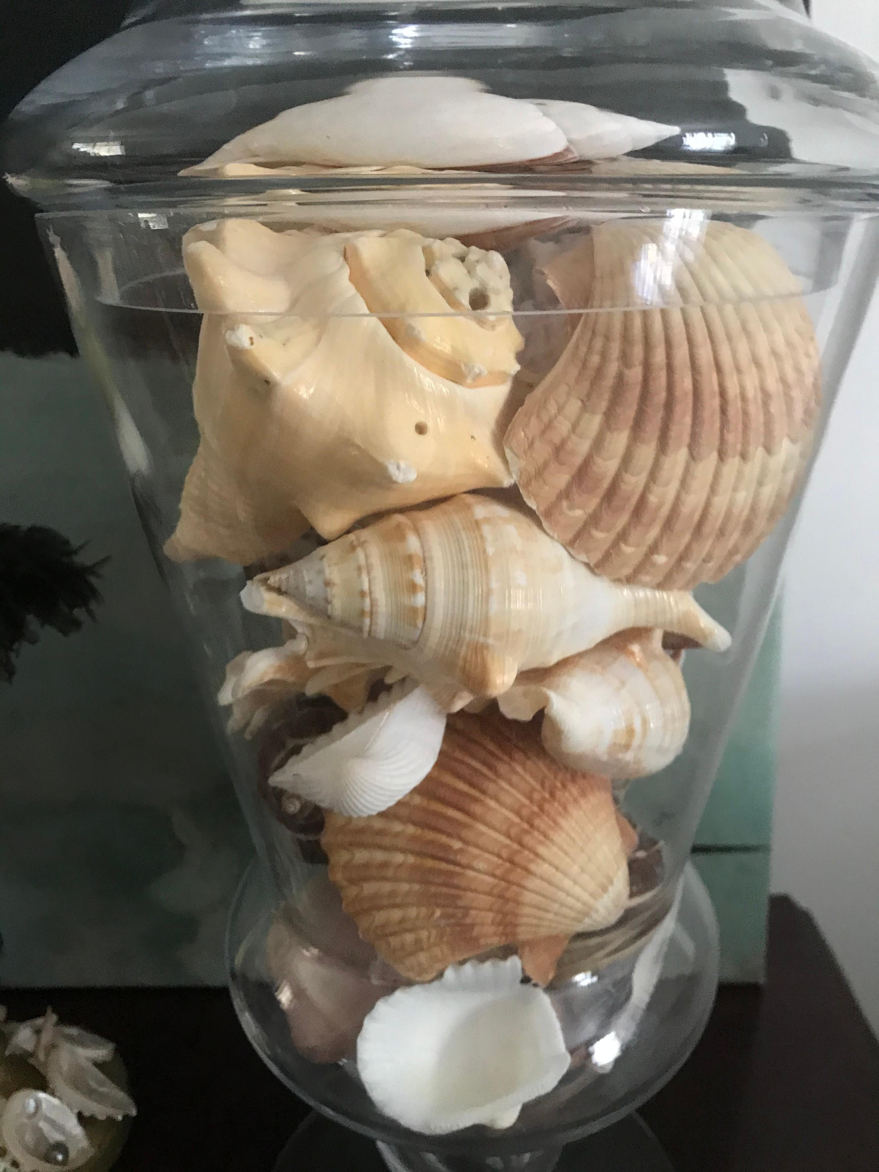 shells in glass vase
