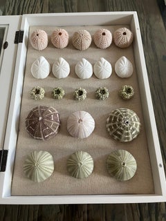 Sea Shells Specimens  in a Shadow Box Natural History Taxidermy