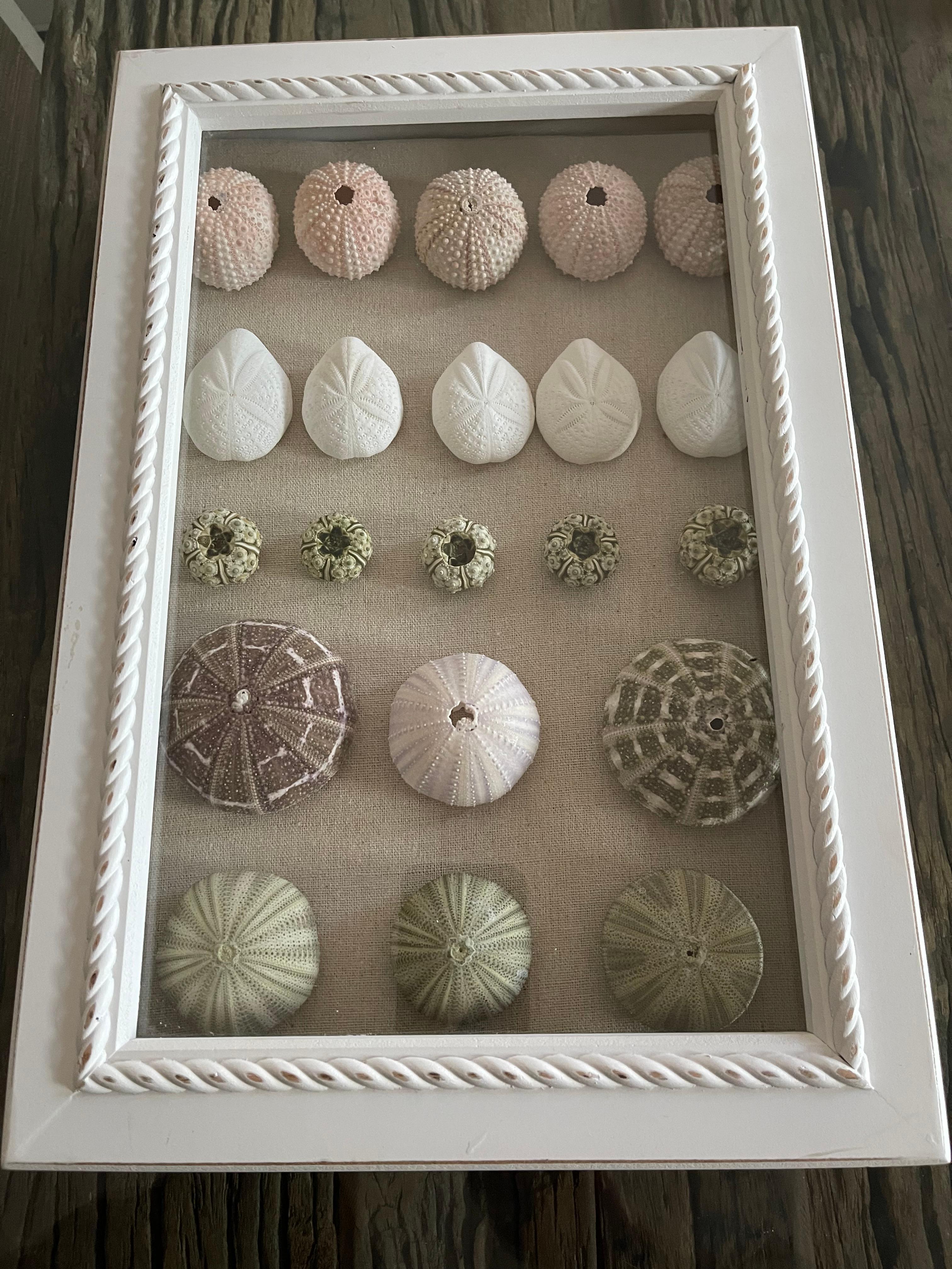 Especímenes de conchas marinas  en una Caja de Sombras Taxidermia de Historia Natural Moderno orgánico en venta