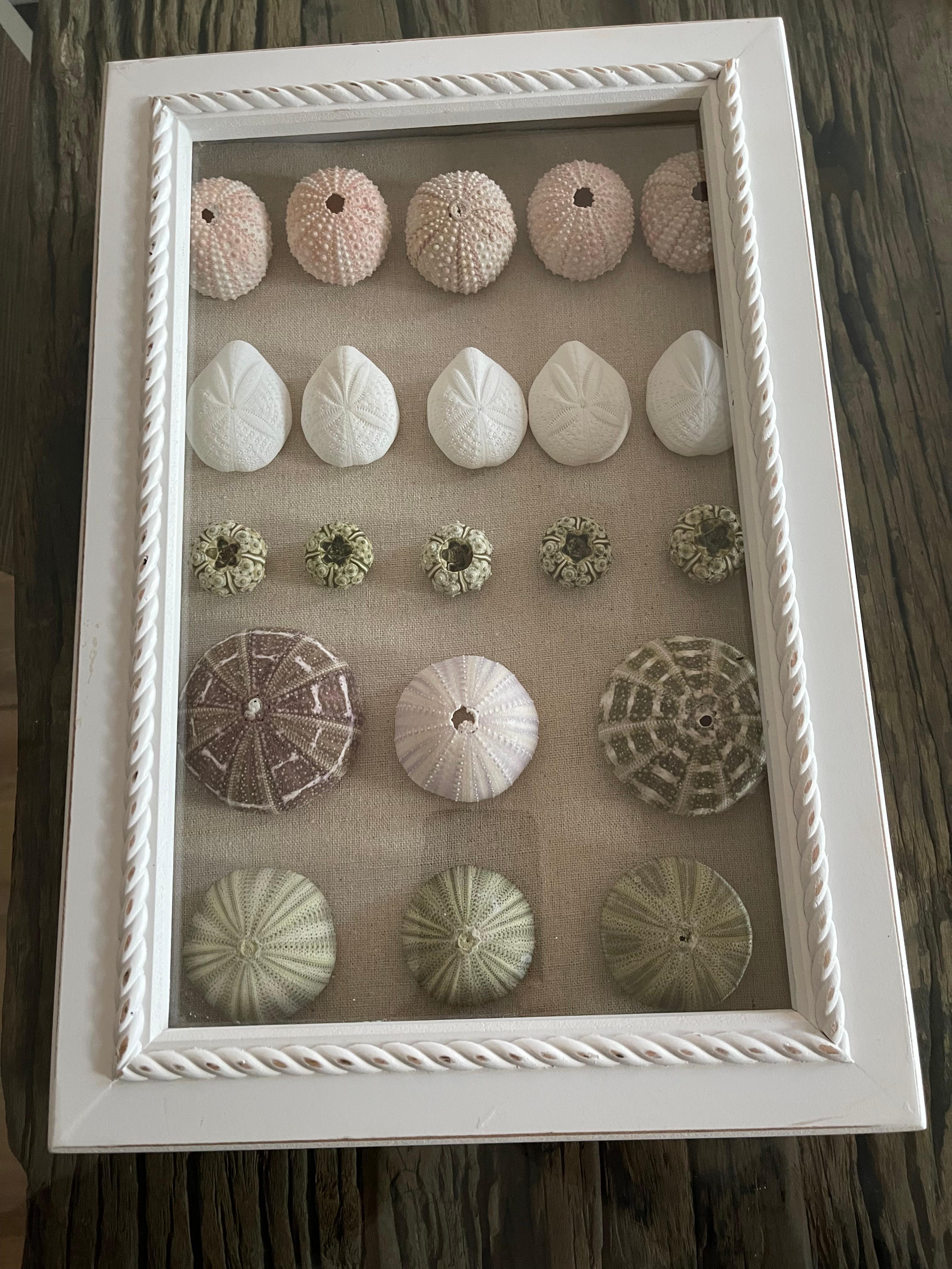 Especímenes de conchas marinas  en una Caja de Sombras Taxidermia de Historia Natural en Bueno estado para la venta en Boca Raton, FL
