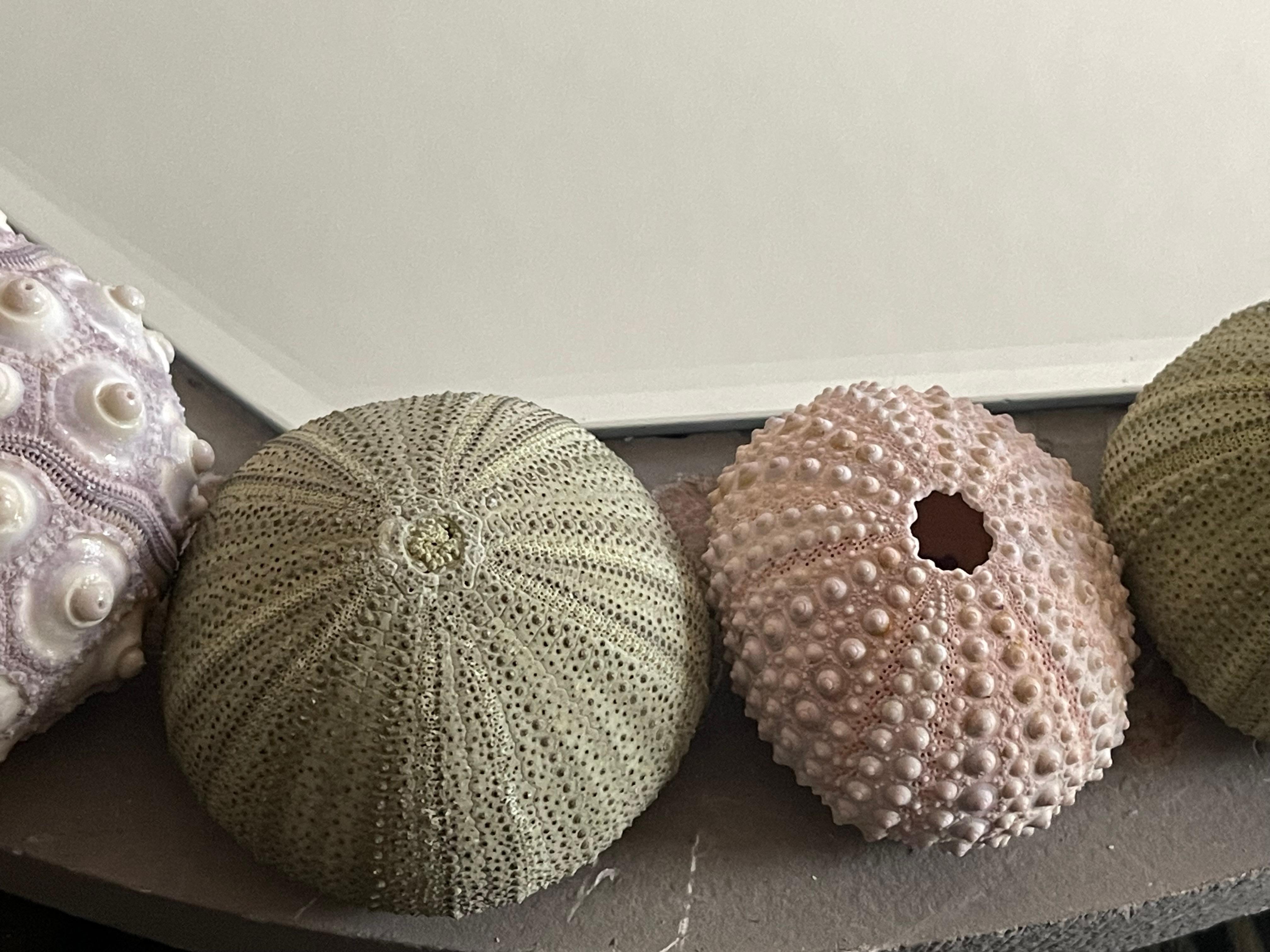 Especímenes de conchas marinas  en una Caja de Sombras Taxidermia de Historia Natural siglo XX en venta