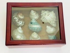 Sea Shells Specimens in Mahogany Hinged Box