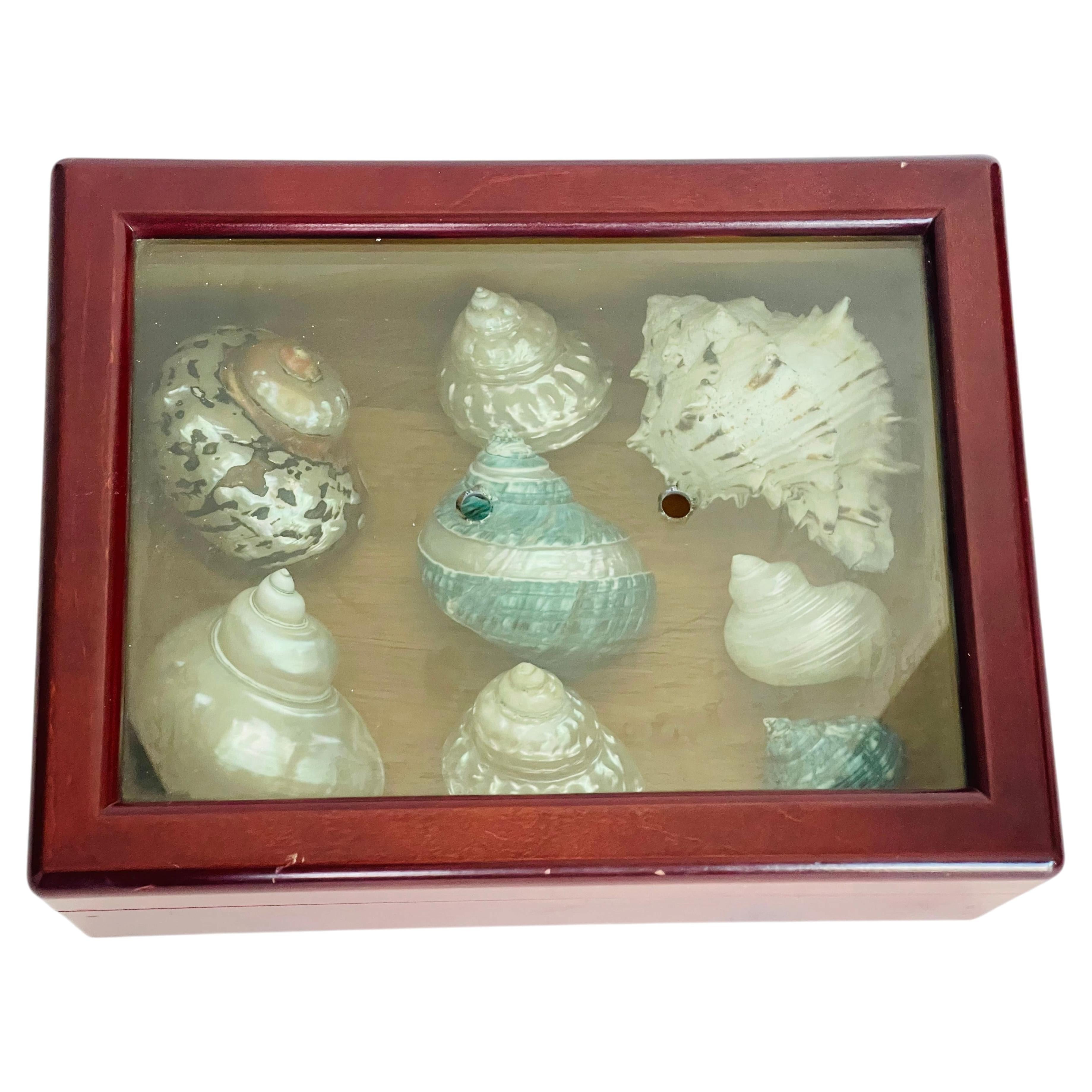 Sea Shells Specimens in Mahogany Hinged Box