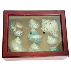 Sea Shells Specimens in Mahogany Hinged Box