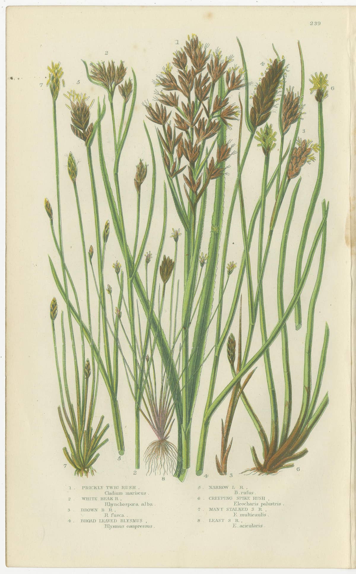 Sea Spleenwort and Green Spleenwort Ferns – Antique Botanical Prints, 1873
