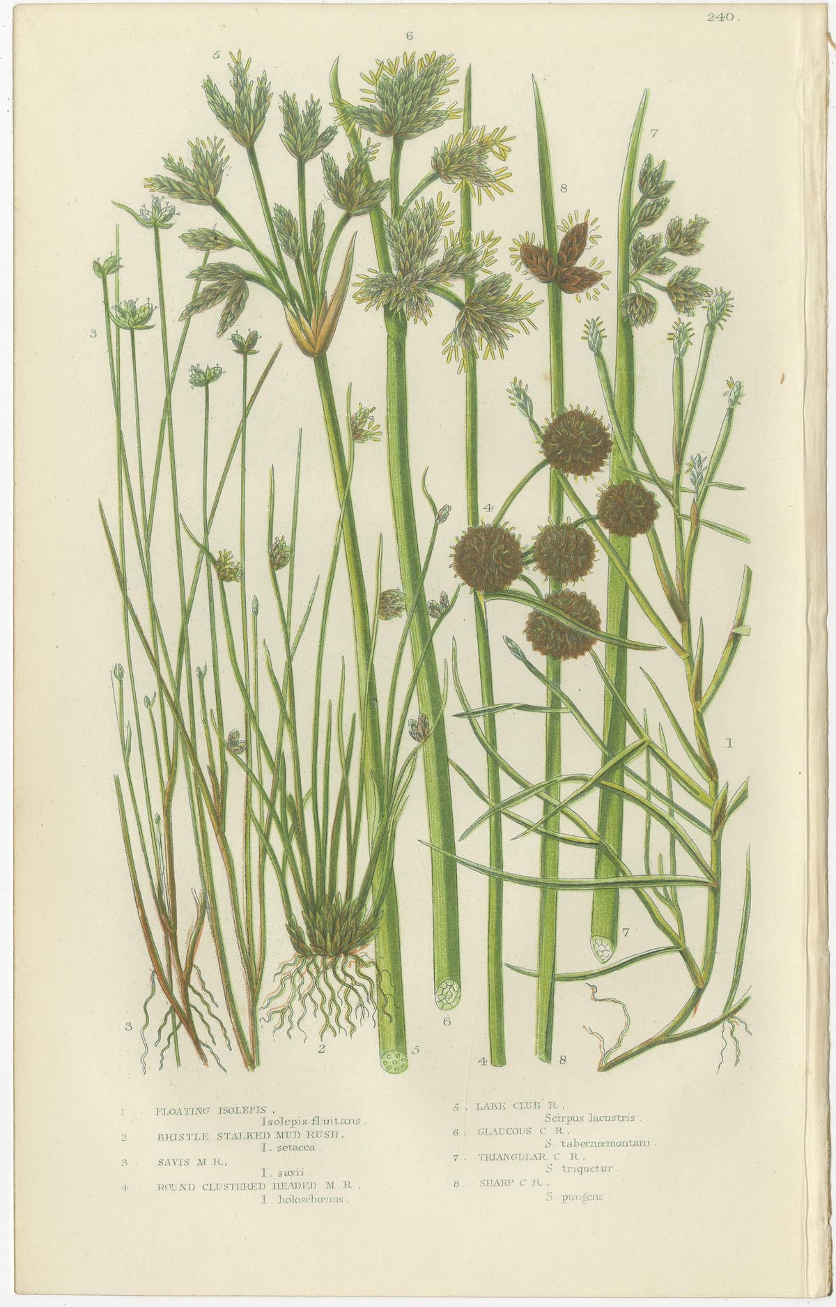Sea Spleenwort and Green Spleenwort Ferns – Antique Botanical Prints, 1873