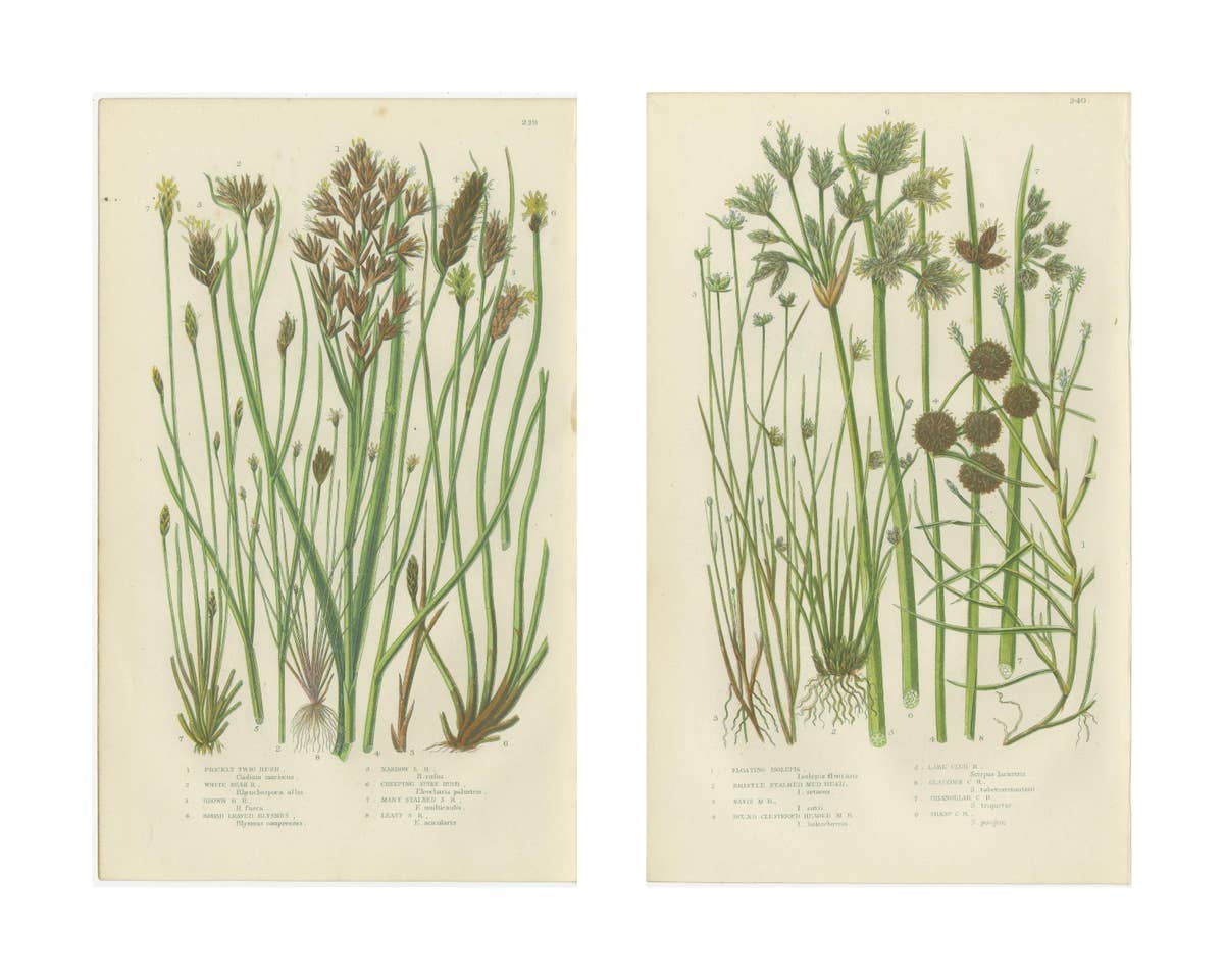 Sea Spleenwort and Green Spleenwort Ferns – Antique Botanical Prints, 1873