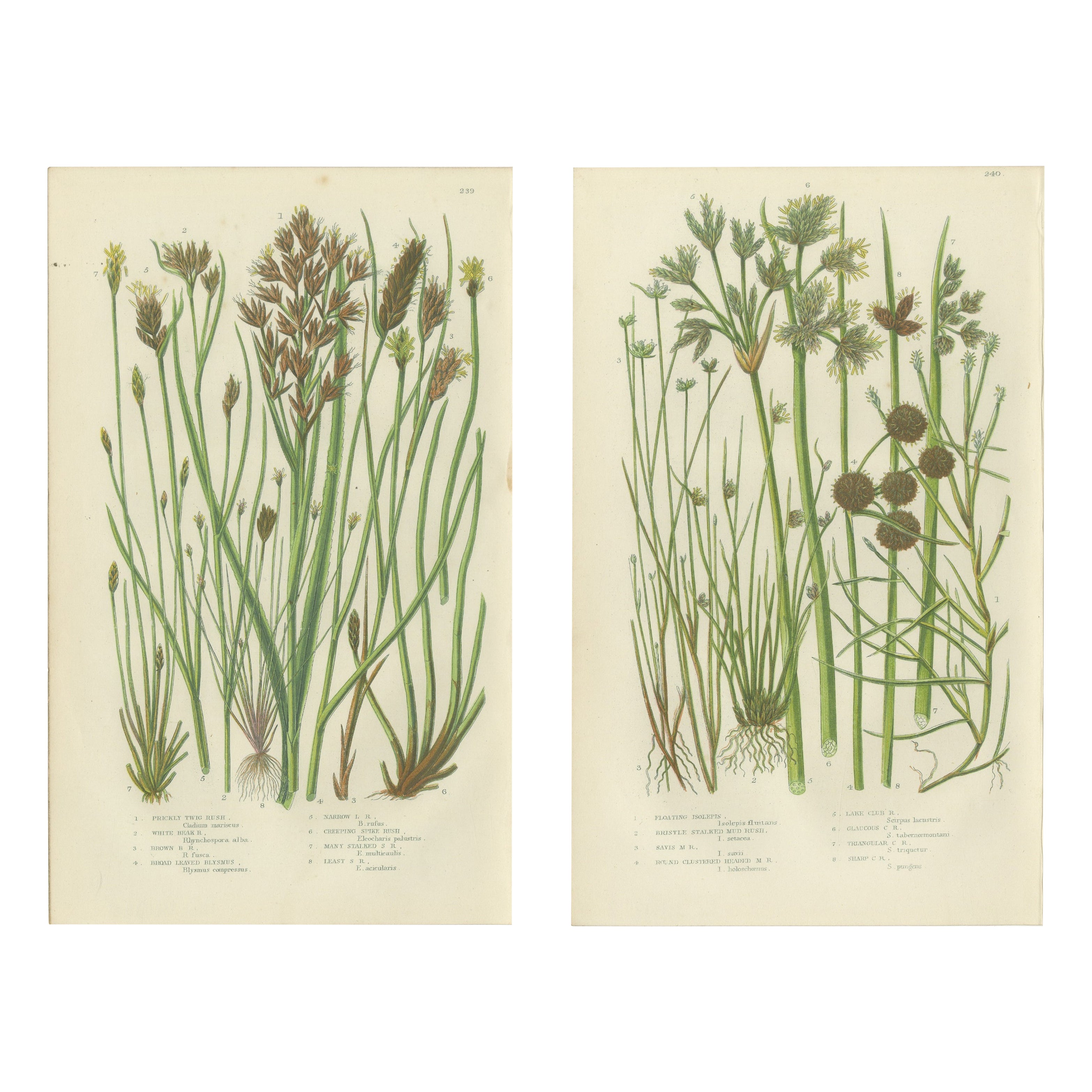 Sea Spleenwort and Green Spleenwort Ferns – Antique Botanical Prints, 1873