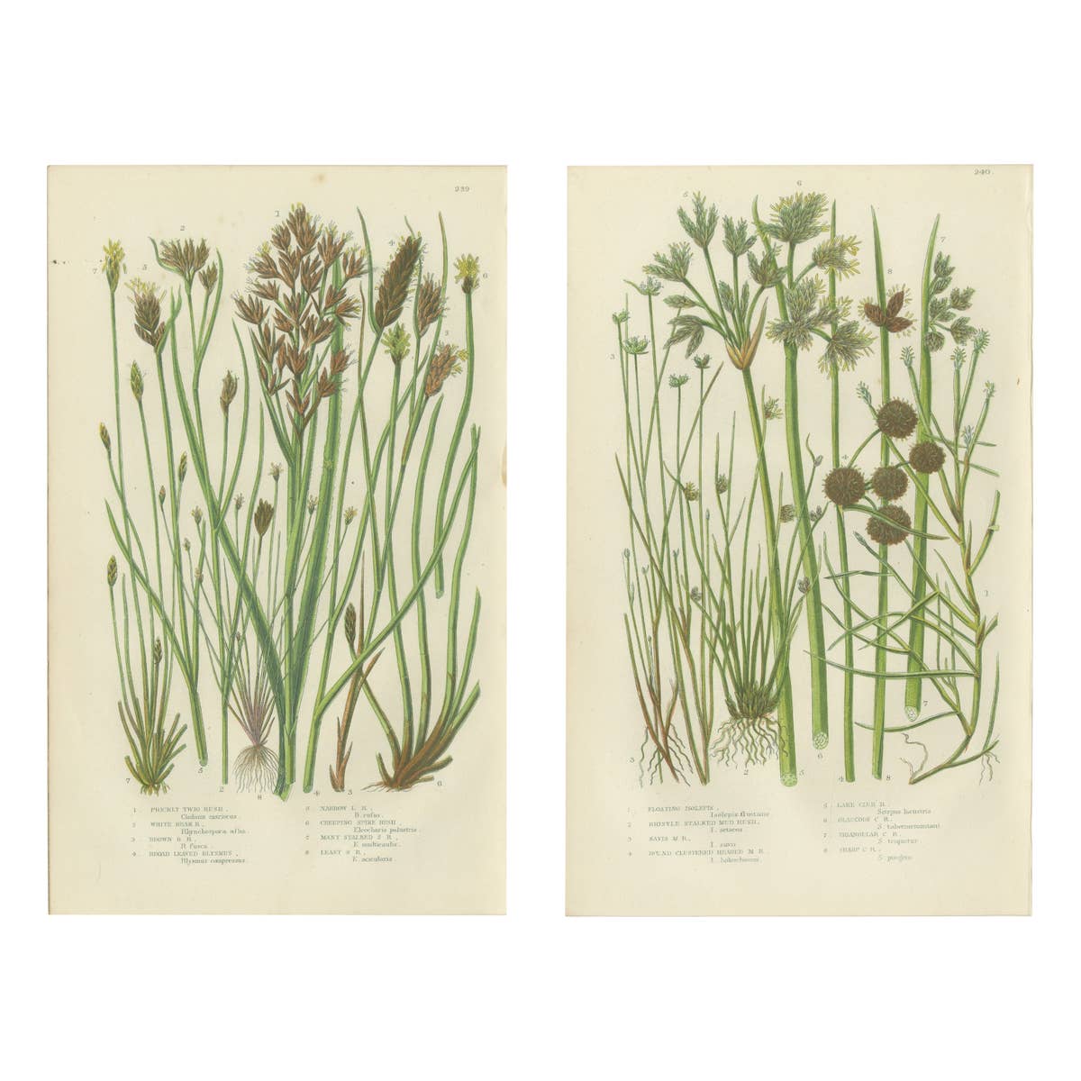 Sea Spleenwort and Green Spleenwort Ferns – Antique Botanical Prints, 1873