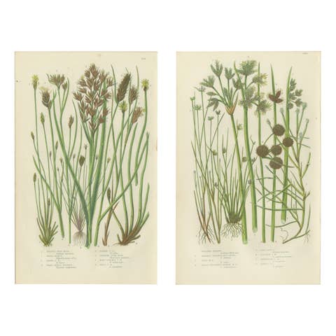 Sea Spleenwort and Green Spleenwort Ferns – Antique Botanical Prints, 1873