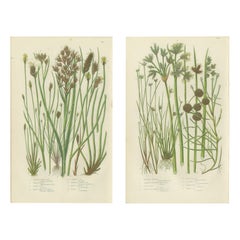 Sea Spleenwort and Green Spleenwort Ferns – Antique Botanical Prints, 1873