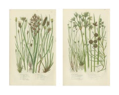 Sea Spleenwort and Green Spleenwort Ferns – Antique Botanical Prints, 1873