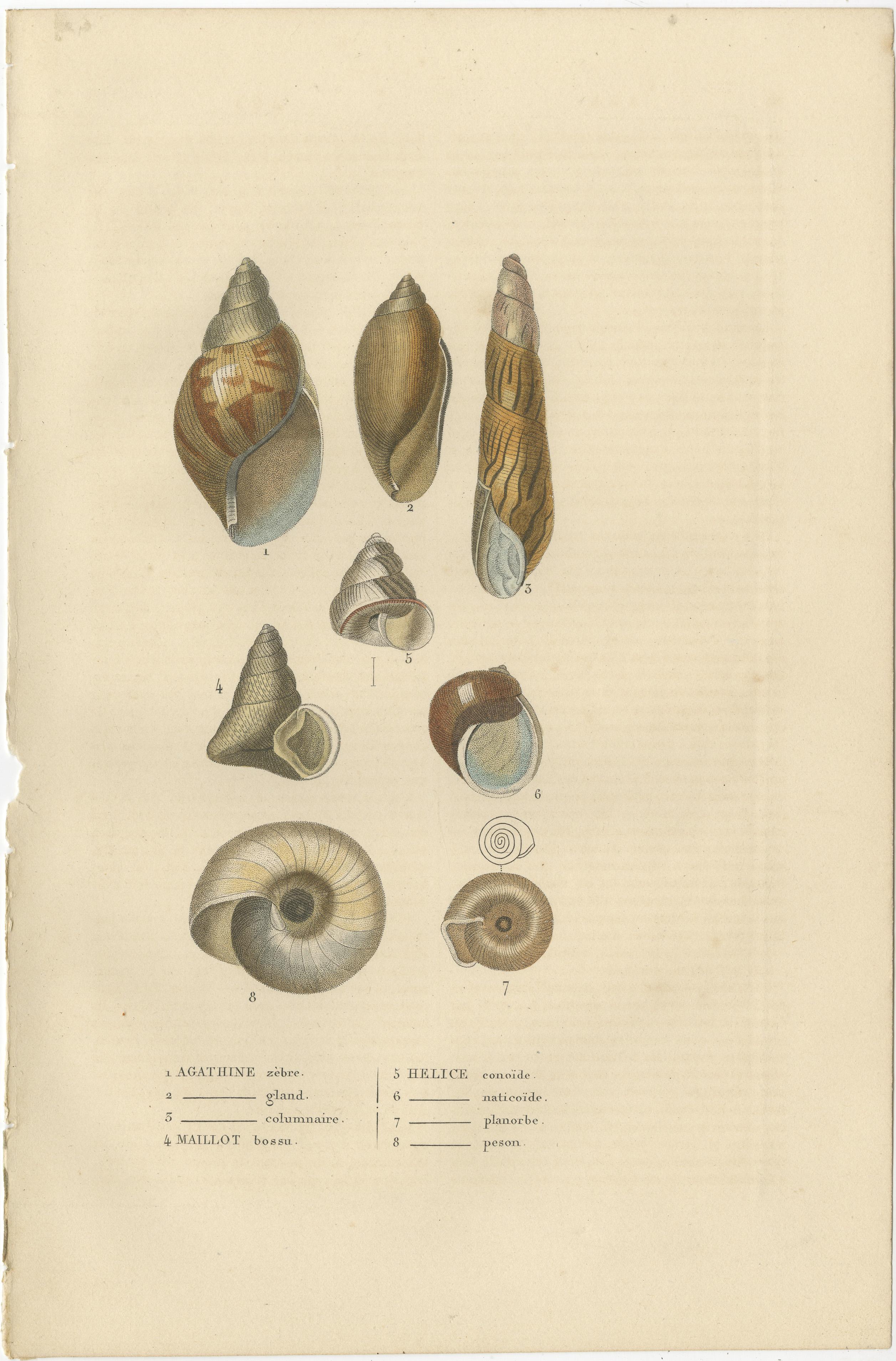 In the two prints, a variety of marine organisms are depicted, predominantly from the echinoderm and mollusk phyla:

**First Print:**
1. **Agathine zébrée** - Likely a gastropod with a zebra-like pattern on its shell.
2. **----- gland** - The name
