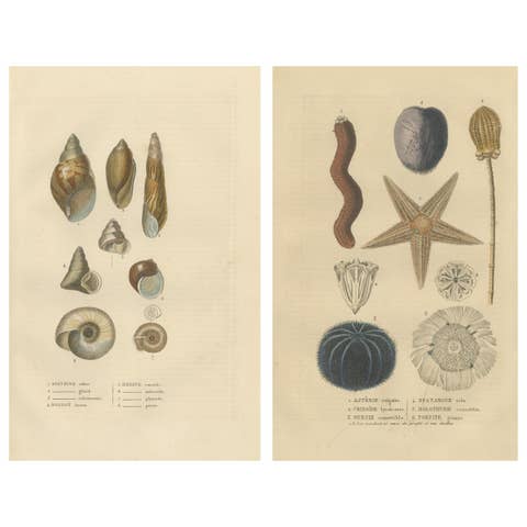 Sea Splendor: A Tapestry of Marine Life in the Mid-19th Century, 1845