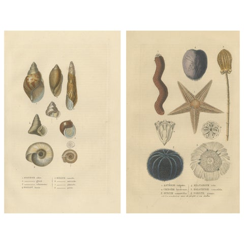 Sea Splendor: A Tapestry of Marine Life in the Mid-19th Century, 1845