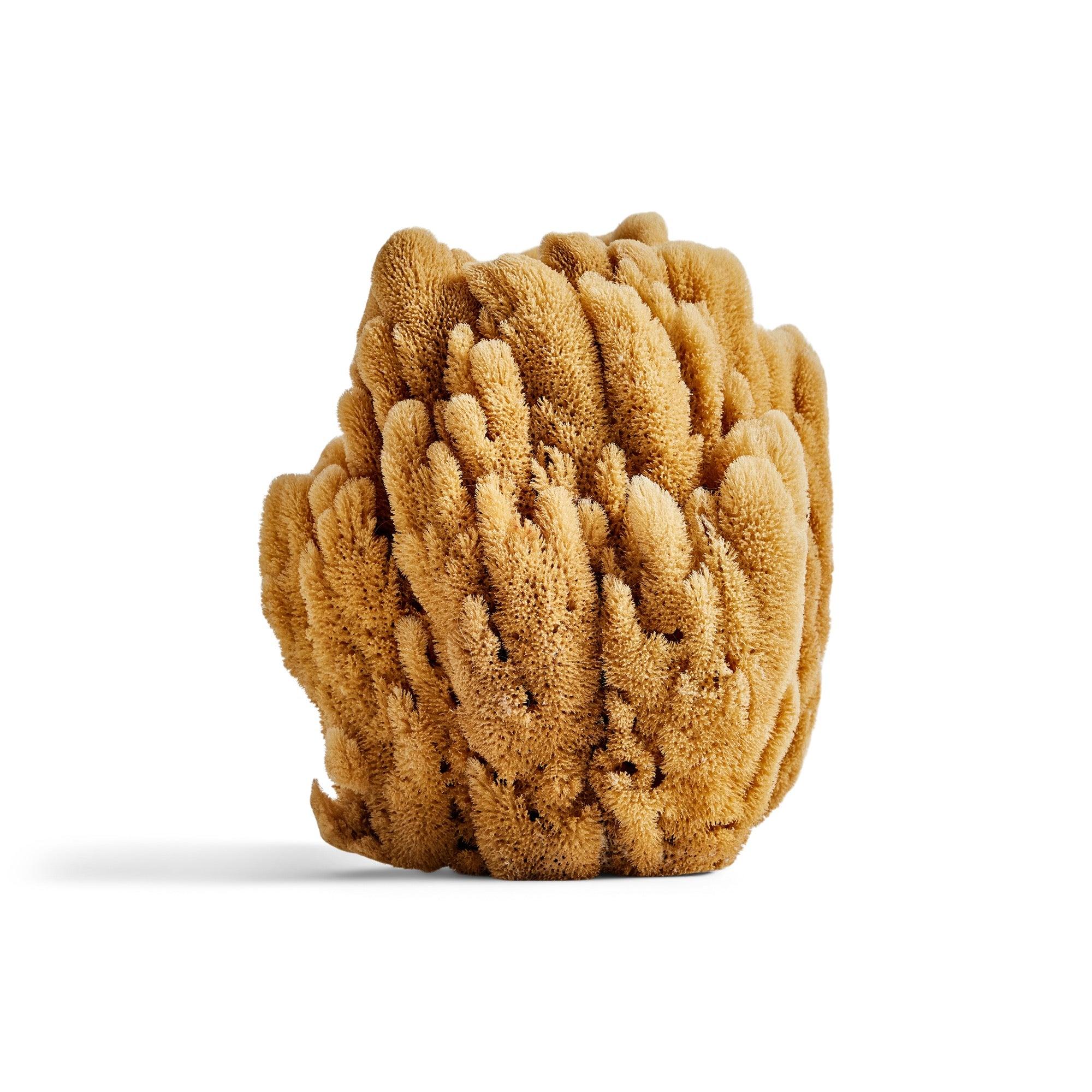Sea Sponge In Excellent Condition For Sale In Sagaponack, NY