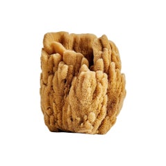 Sea Sponge