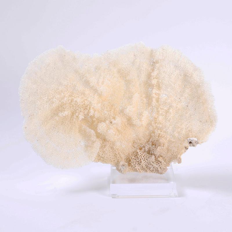 Here we have a sea sponge specimen with sea inspired organic textures and subtle soothing color variations. Presented on a custom Lucite stand to enhance the sculptural elements.
 