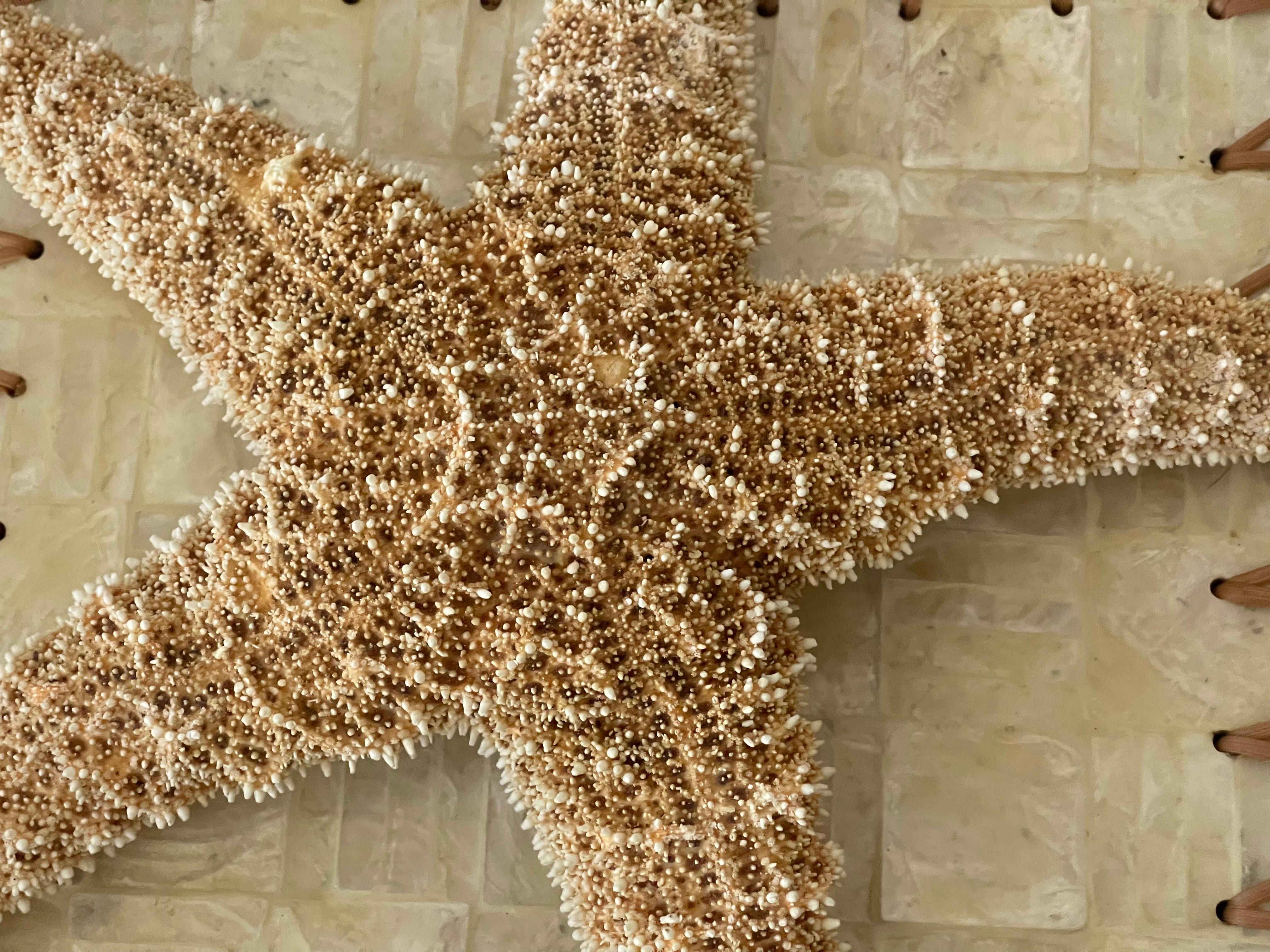 American Sea Star Natural Specimen with Wicker Capiz Tray For Sale