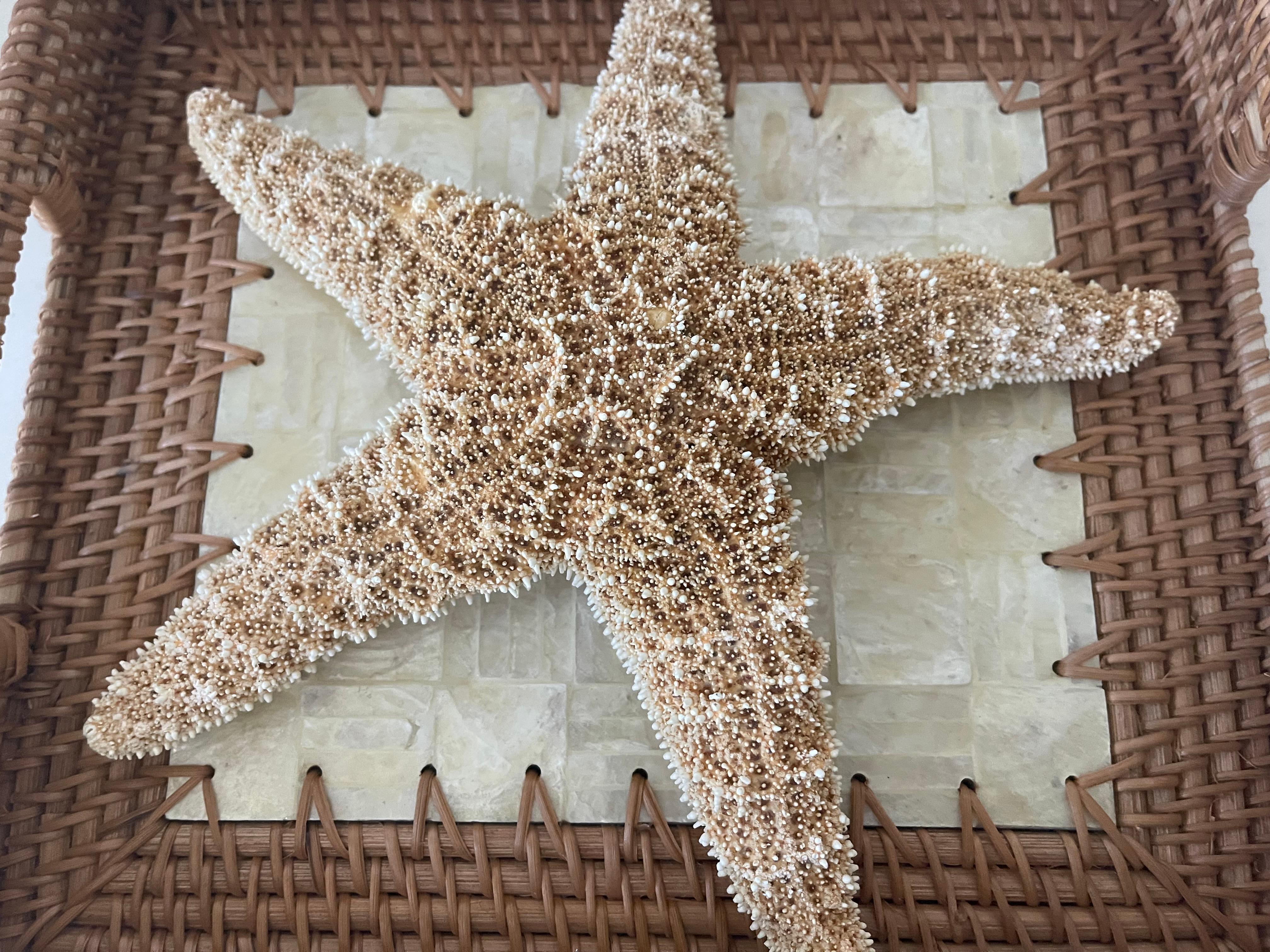 Late 20th Century Sea Star Natural Specimen with Wicker Capiz Tray For Sale