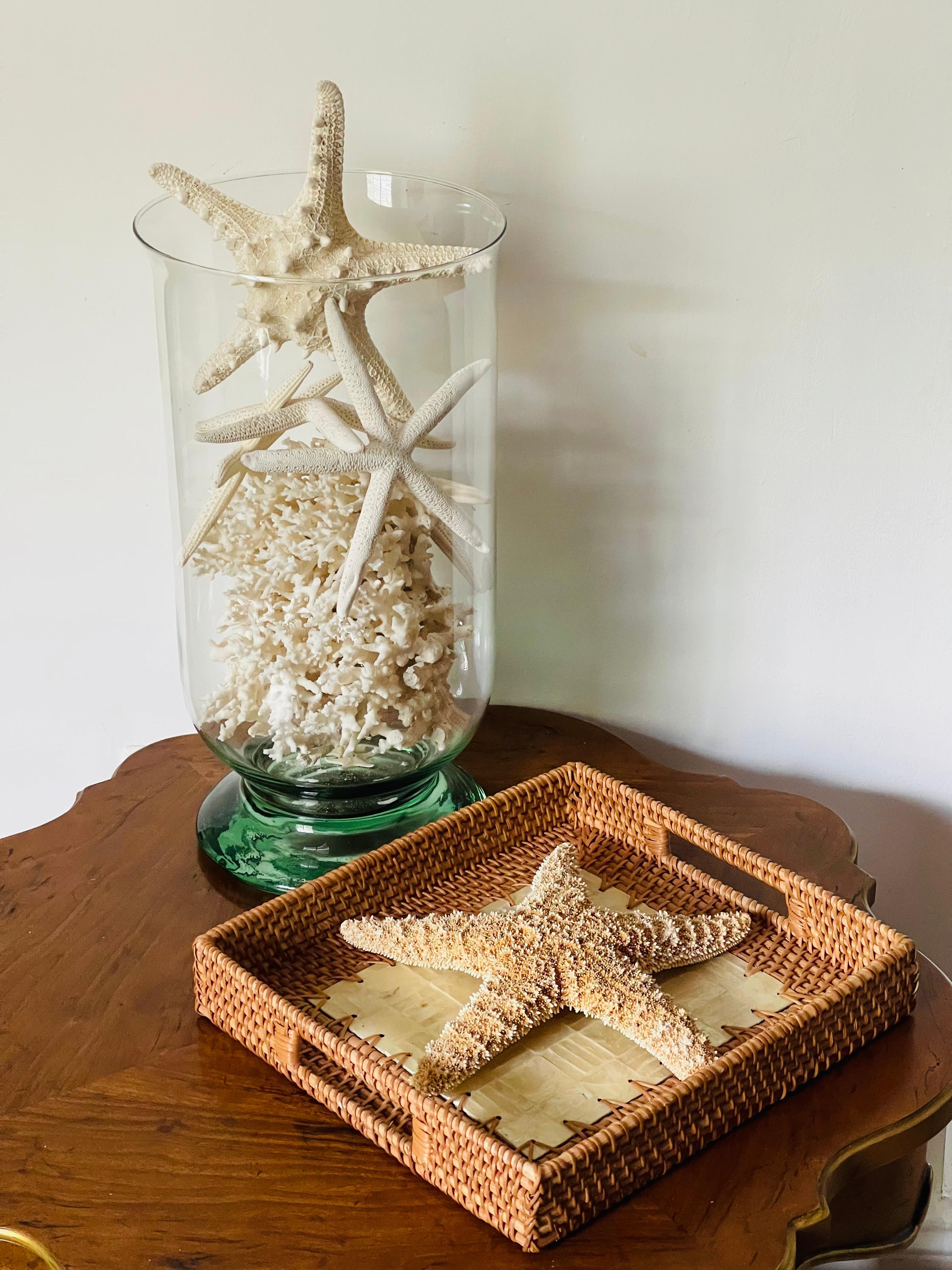 Estrella de Mar Espécimen Natural con Bandeja de Mimbre Capiz finales del siglo XX en venta