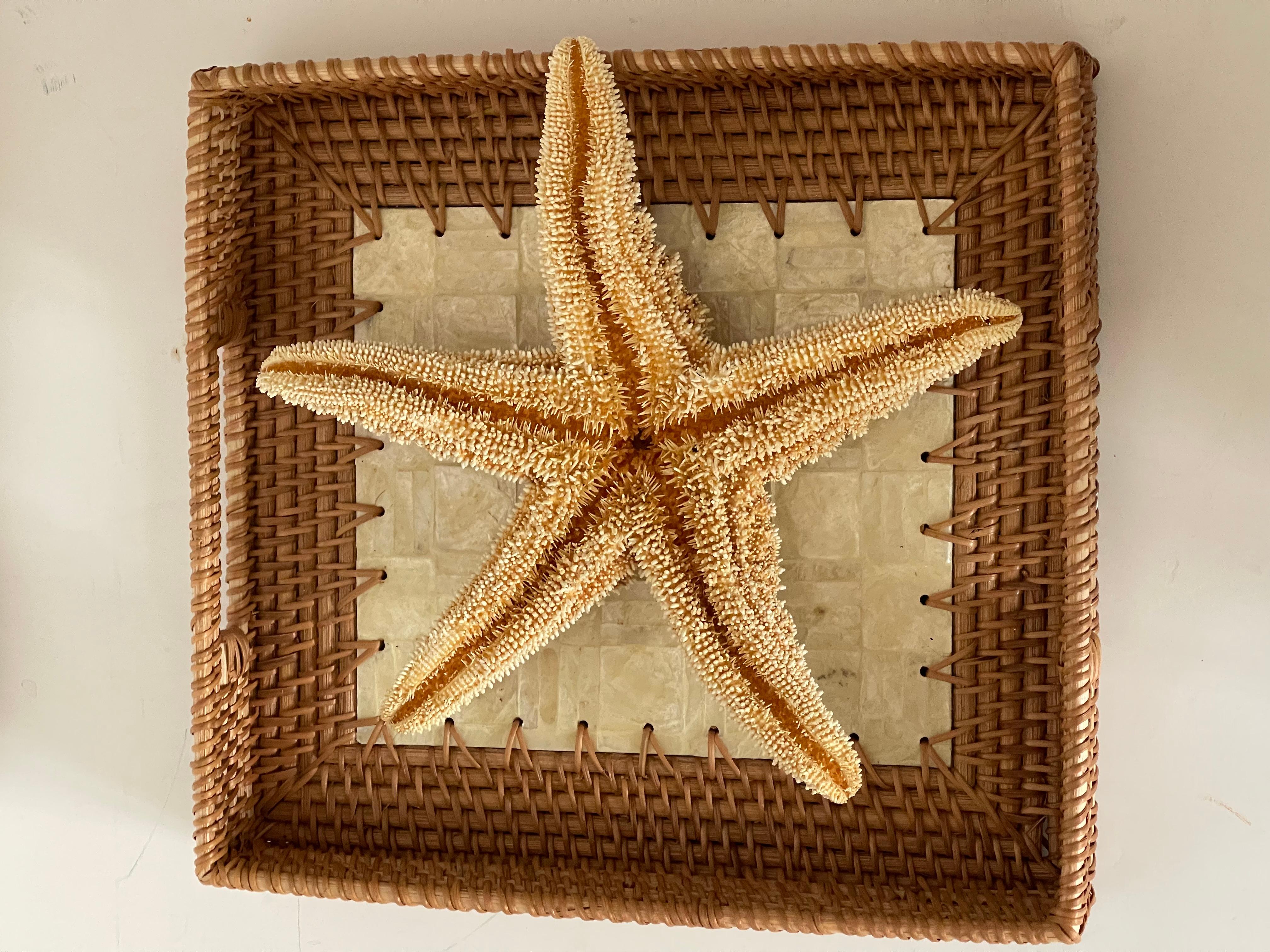Estrella de Mar Espécimen Natural con Bandeja de Mimbre Capiz Caparazón en venta