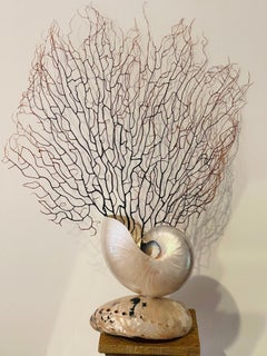 Sea Whip Branch on Nautilus Sea Shell Stand