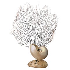 Sea Whip Branch on Nautilus Sea Shell Stand