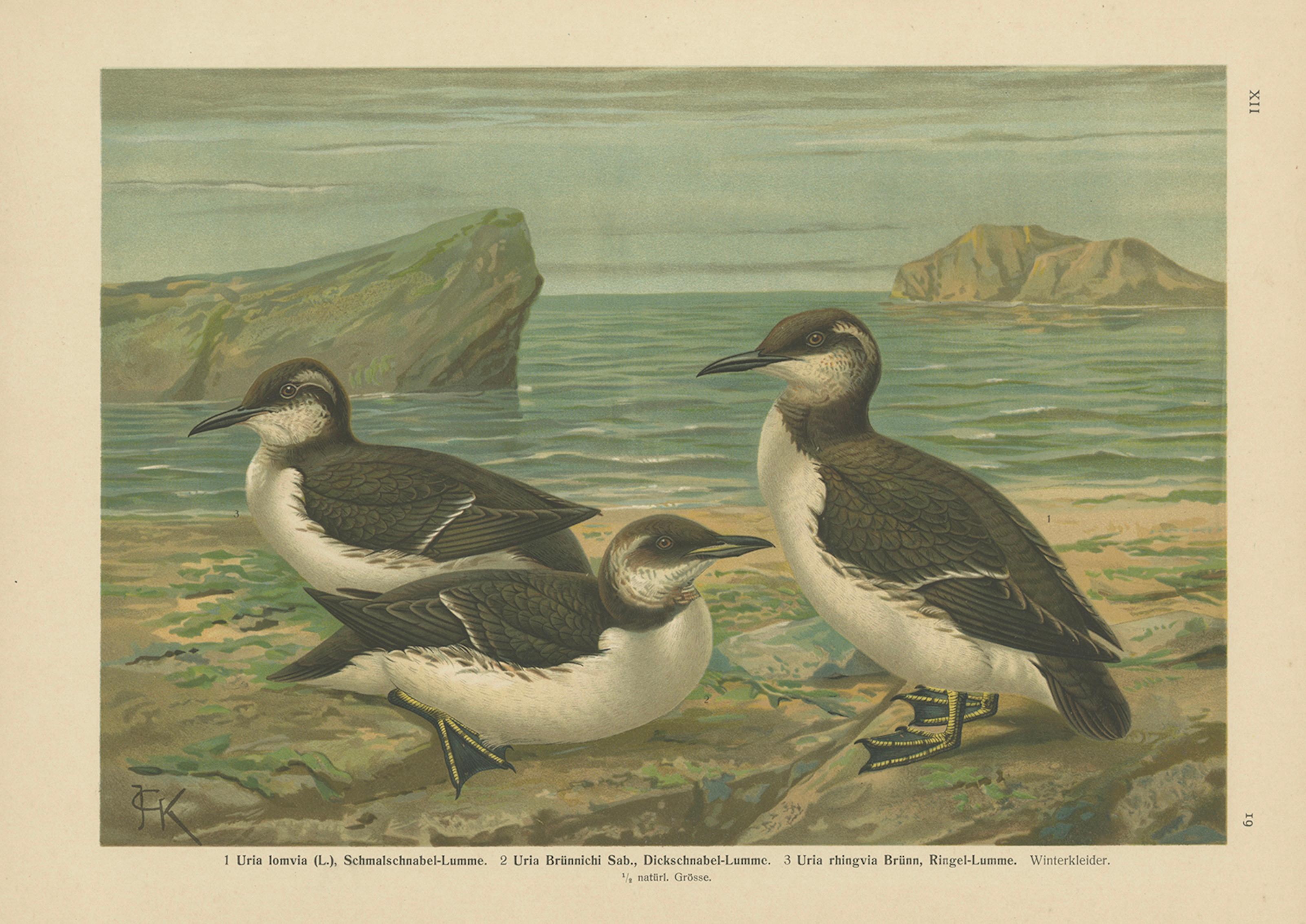 Seabirds on a Northern Shore – Elegant Antique Guillemots Chromolithograph, 1880