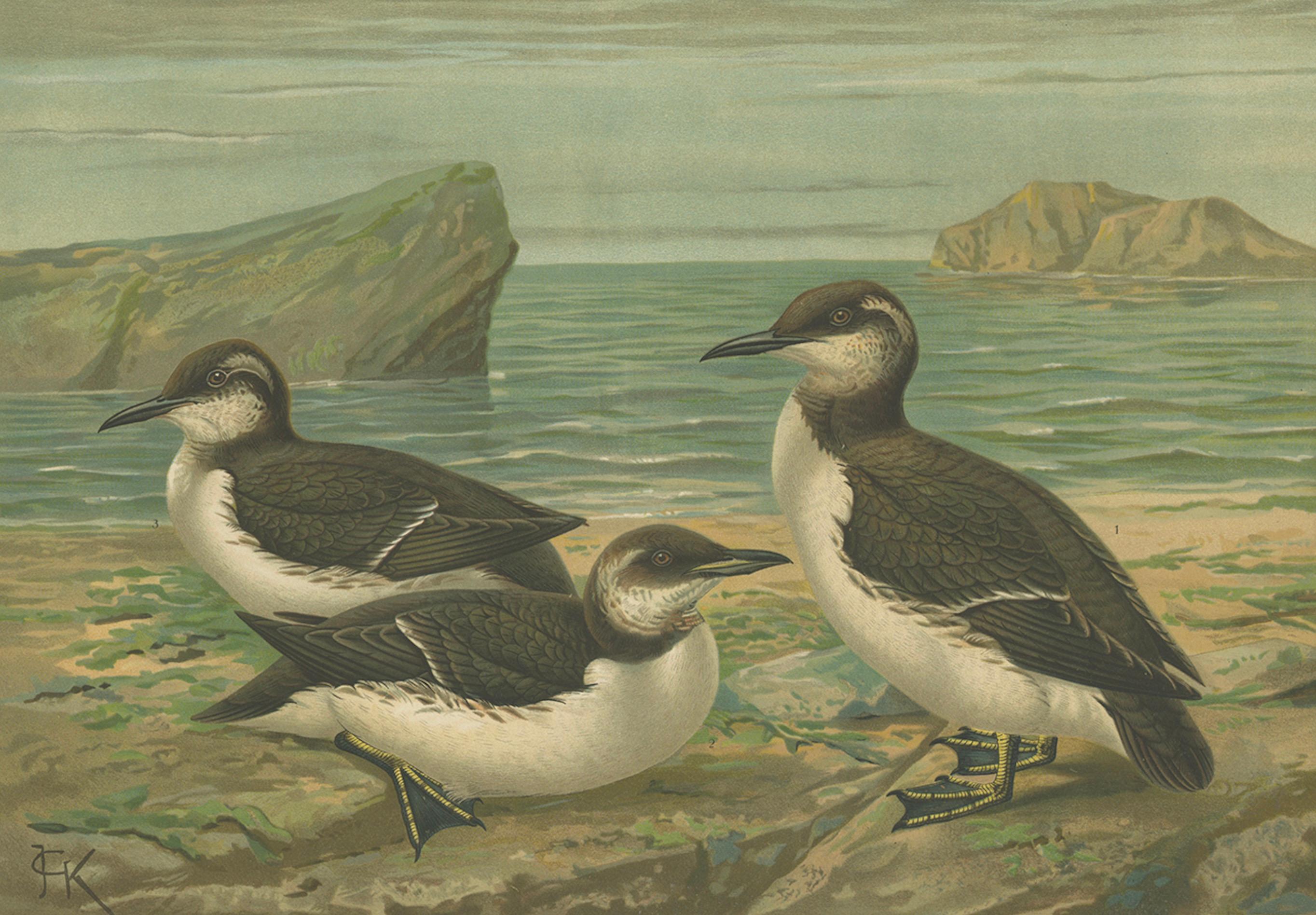 Seabirds on a Northern Shore – Elegant Antique Guillemots Chromolithograph, 1880