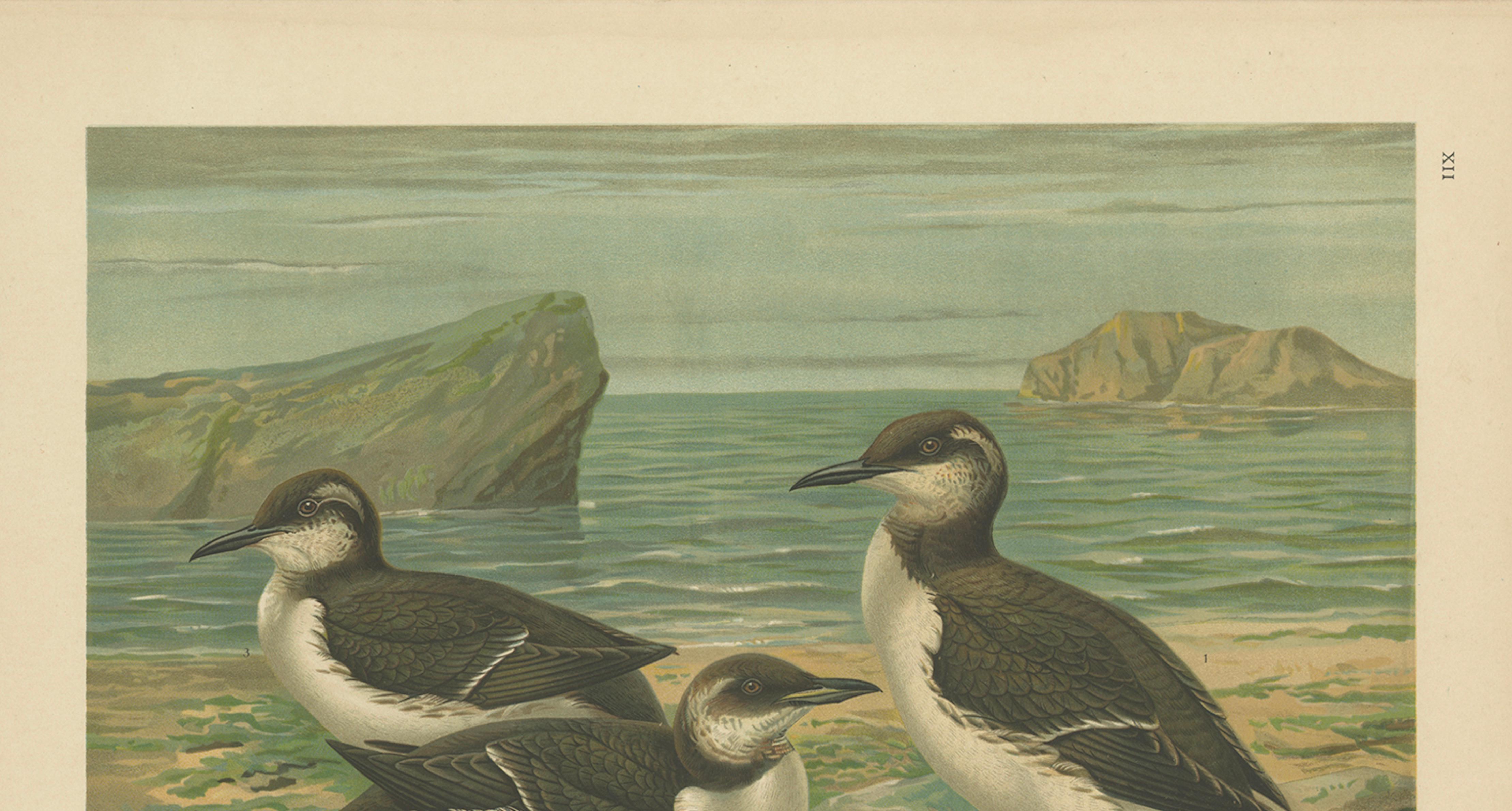 Seabirds on a Northern Shore – Elegant Antique Guillemots Chromolithograph, 1880