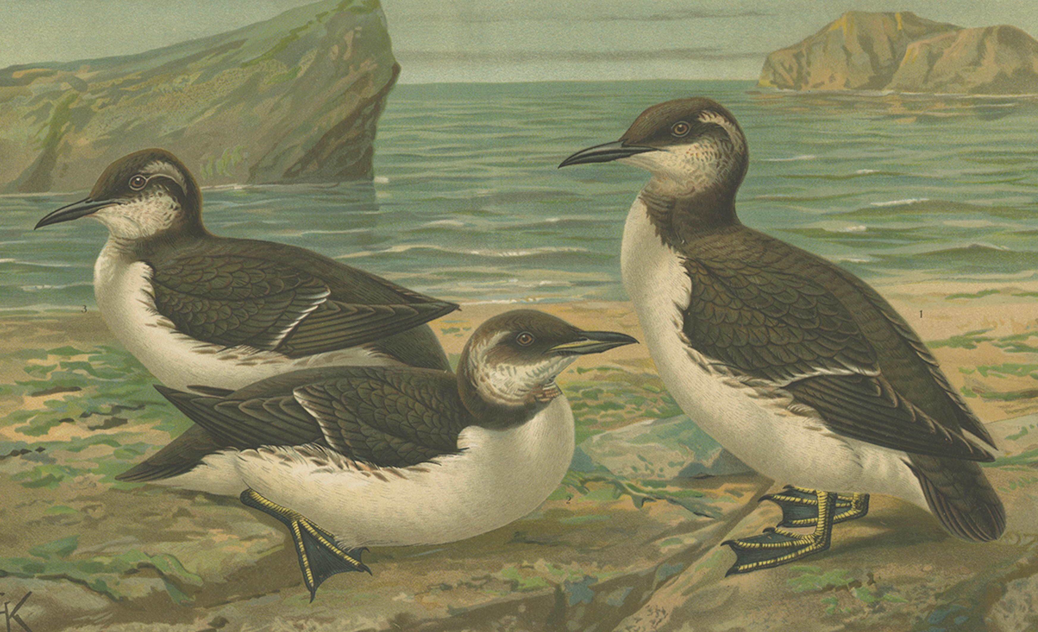 Seabirds on a Northern Shore – Elegant Antique Guillemots Chromolithograph, 1880