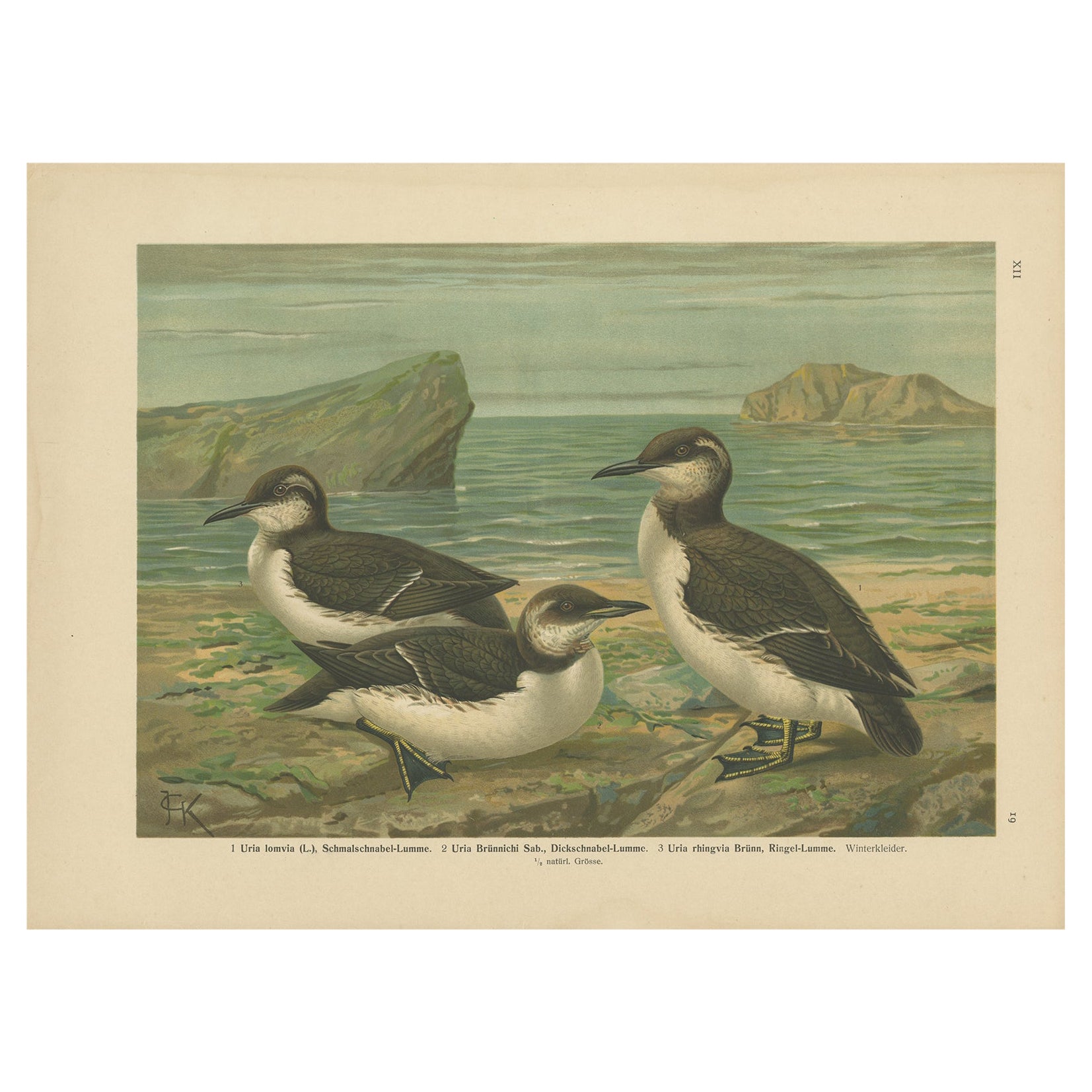 Seabirds on a Northern Shore – Elegant Antique Guillemots Chromolithograph, 1880 For Sale