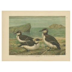 Seabirds on a Northern Shore – Elegant Antique Guillemots Chromolithograph, 1880