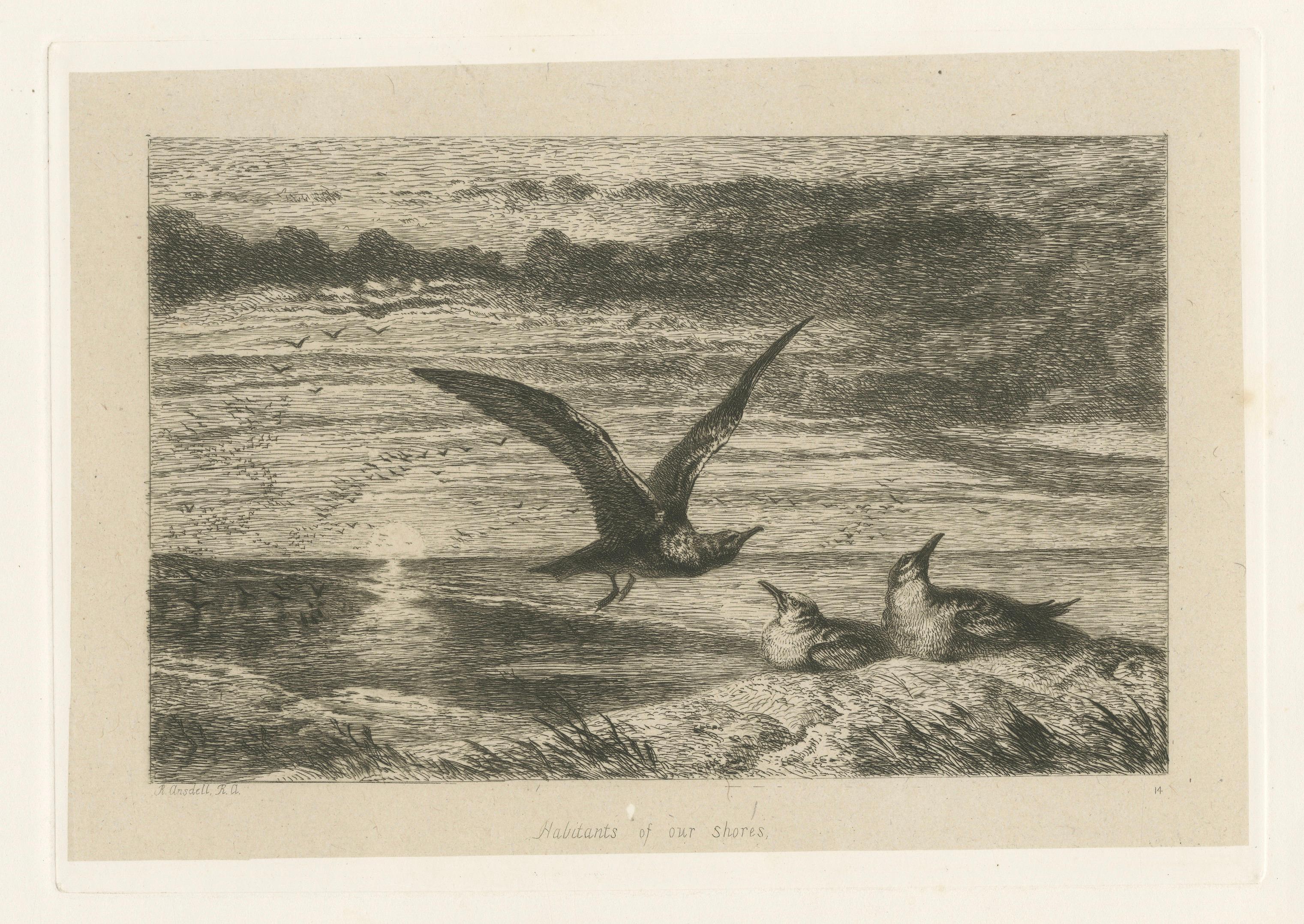 Seagulls at Sunset on Coastal Cliffs, Etching after R. Ansdell R.A., 1872