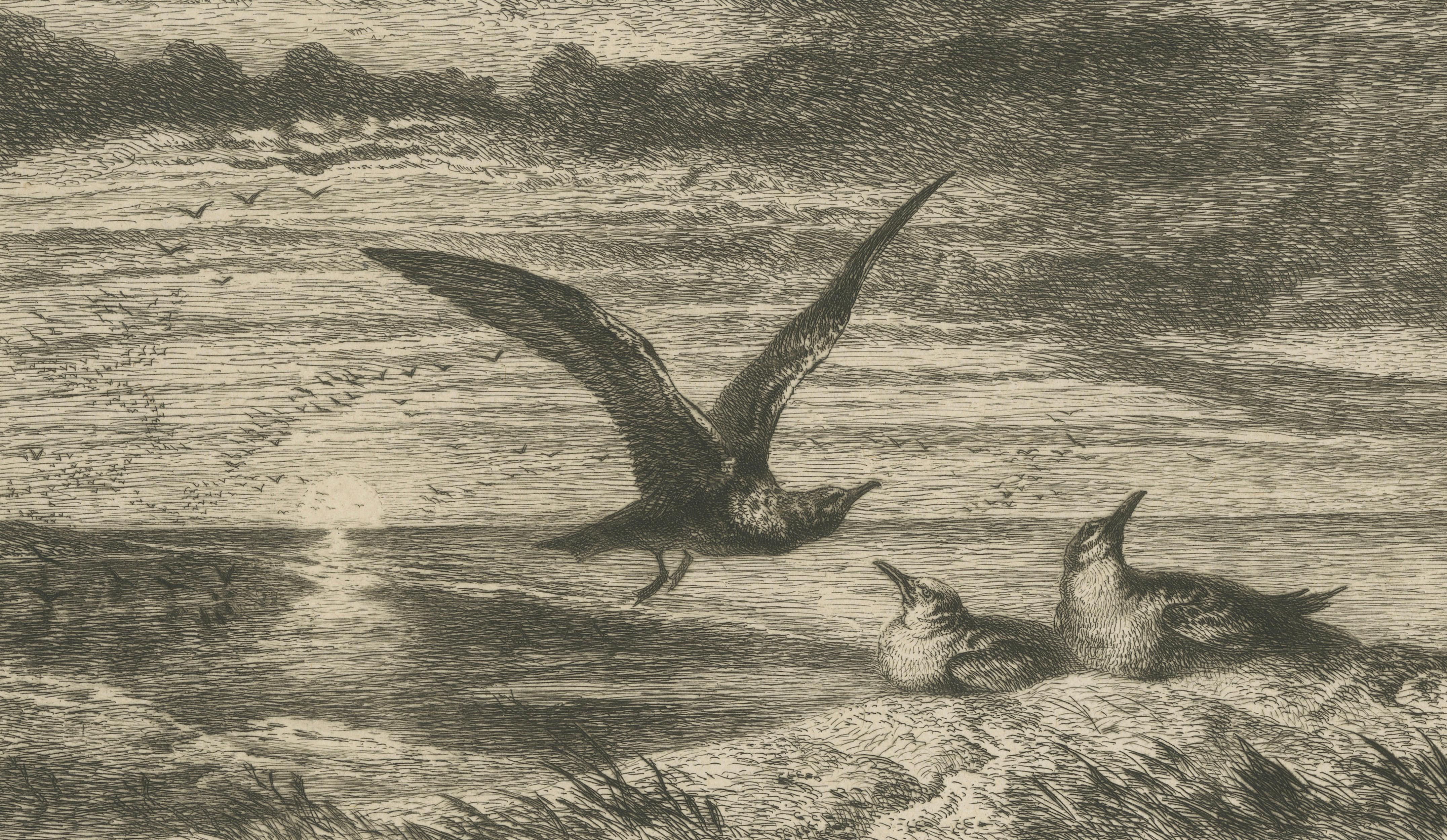 Seagulls at Sunset on Coastal Cliffs, Etching after R. Ansdell R.A., 1872