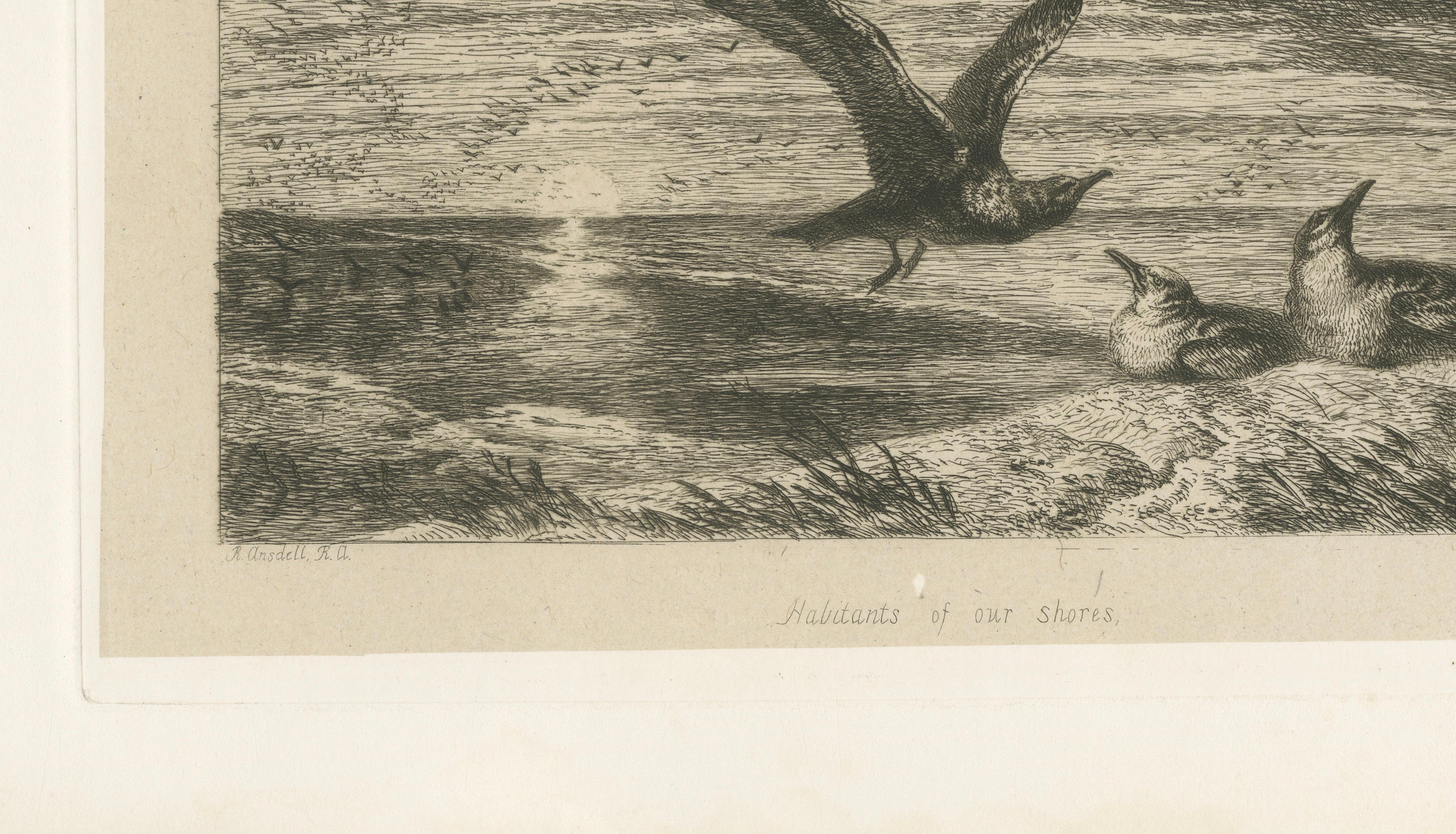 Seagulls at Sunset on Coastal Cliffs, Etching after R. Ansdell R.A., 1872