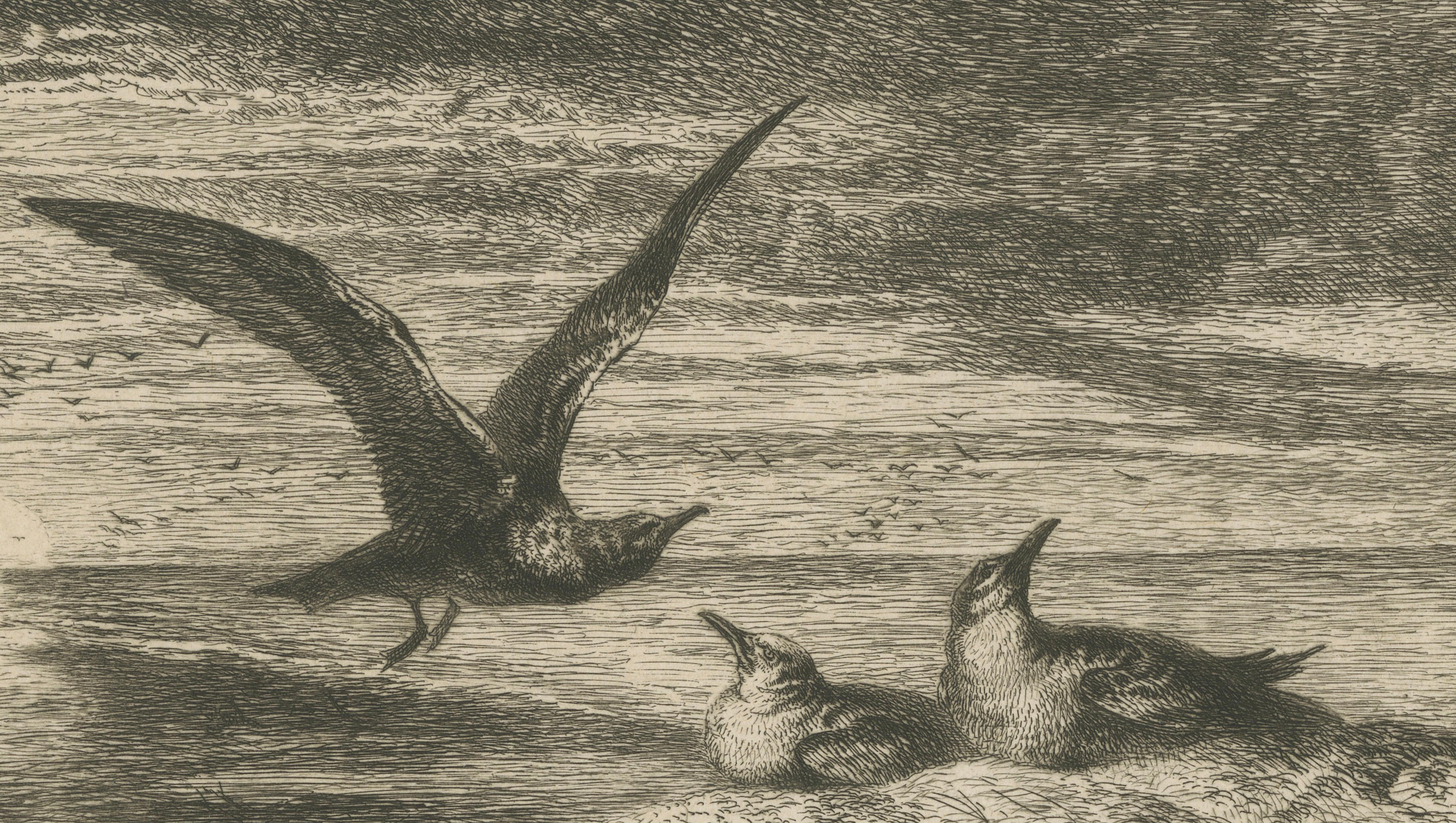 Seagulls at Sunset on Coastal Cliffs, Etching after R. Ansdell R.A., 1872