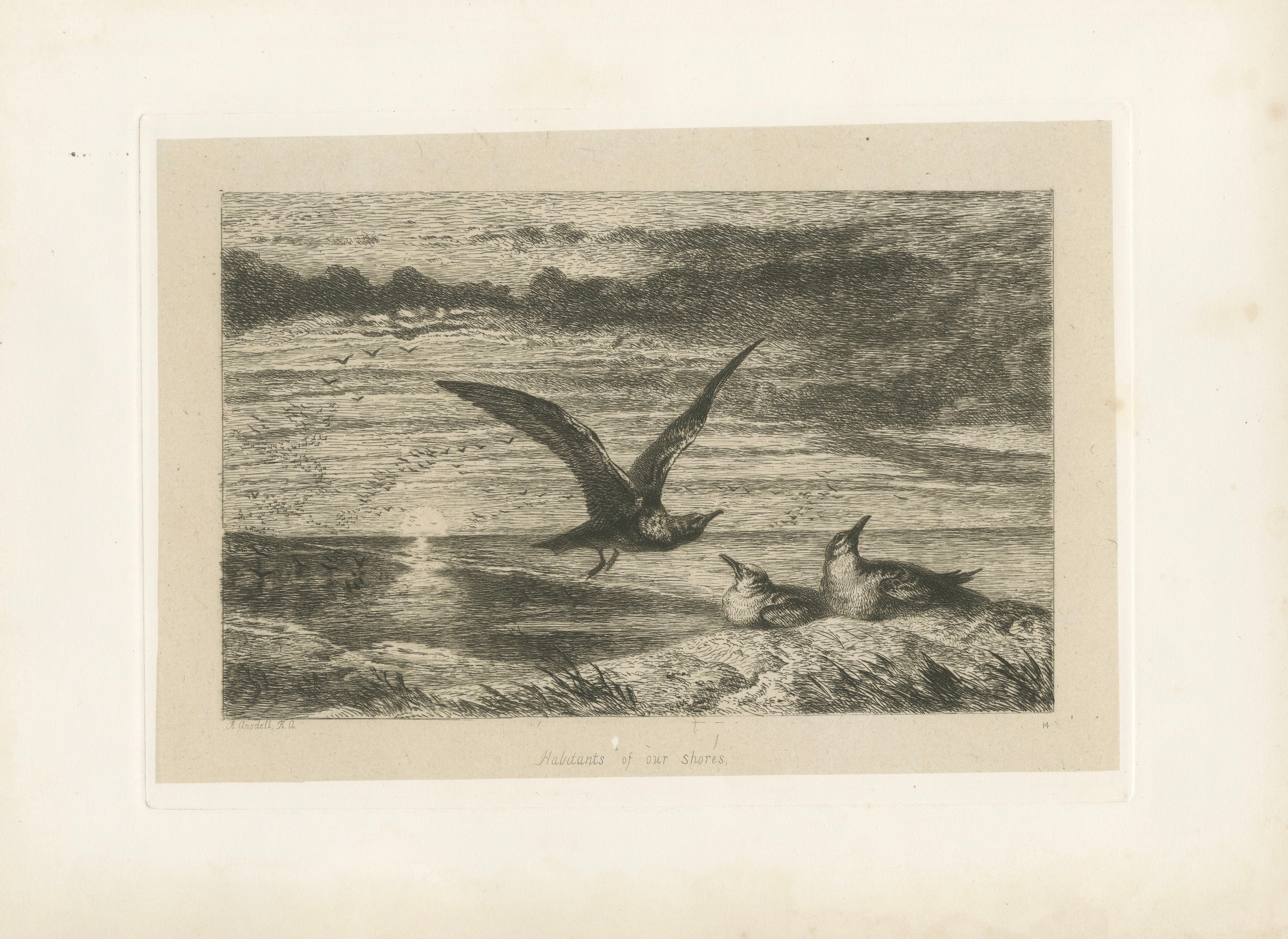 Seagulls at Sunset on Coastal Cliffs, Etching after R. Ansdell R.A., 1872
