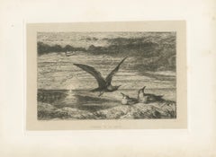 Seagulls at Sunset on Coastal Cliffs, Etching after R. Ansdell R.A., 1872
