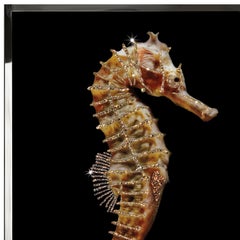 Seahorse Crystals Wall Decoration