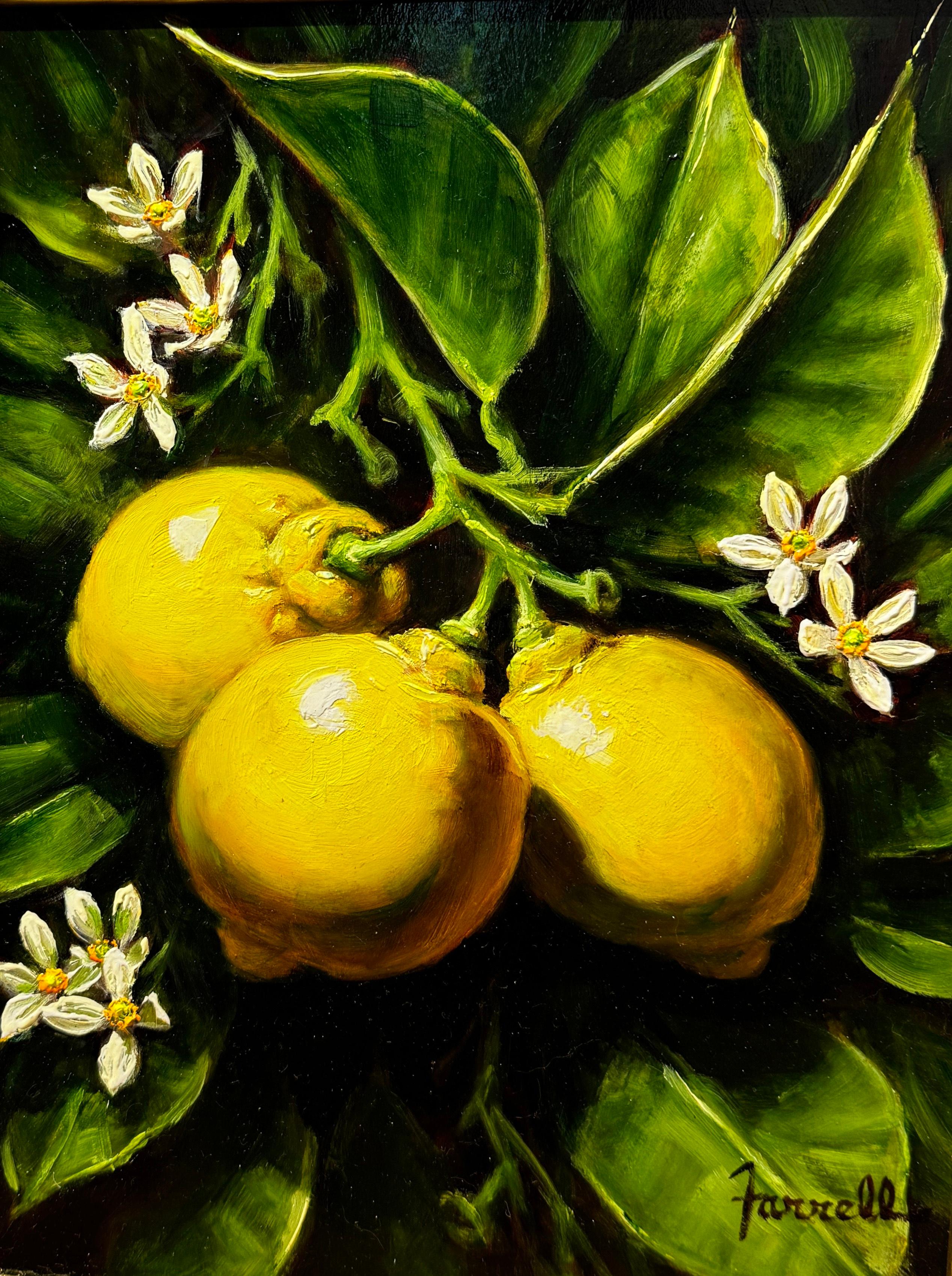 "Sweet Lemon Blossoms", is a 12x9 oil painting on board by artist Sean Farrell. Featured is an arrangement of three lemons, still on the stem with their leaves. The gentle organic curves of the leaves create movement and flow in this harmonious