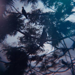 Fotografia americana di Sean Lotman, Morning Birdsong (Pulau Pangkor), 2010