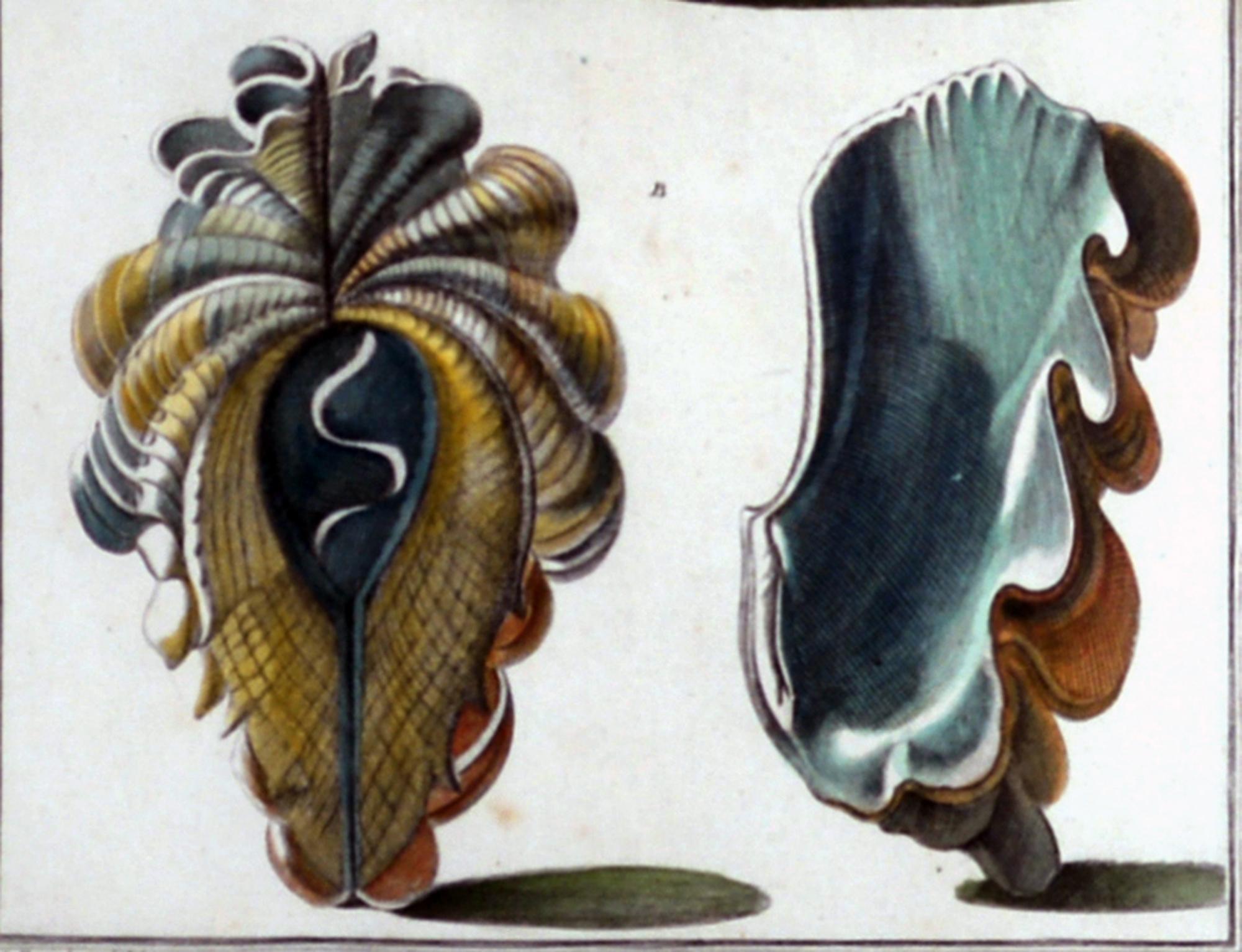 18th-century Seashell Engravings by Niccolo Gualtieri For Sale 3