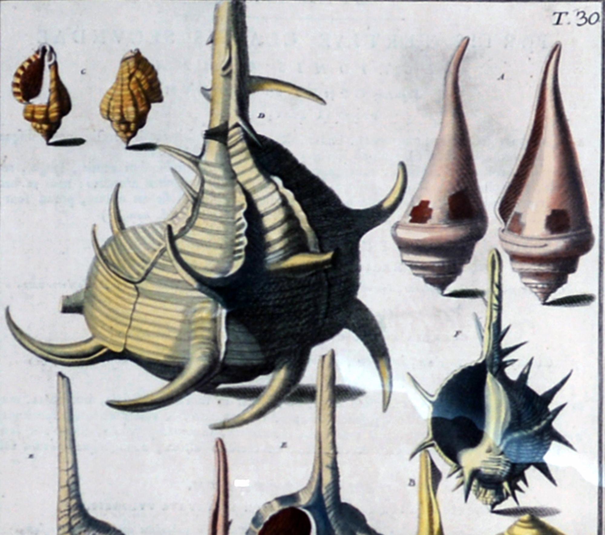 18th-century Seashell Engravings by Niccolo Gualtieri For Sale 4