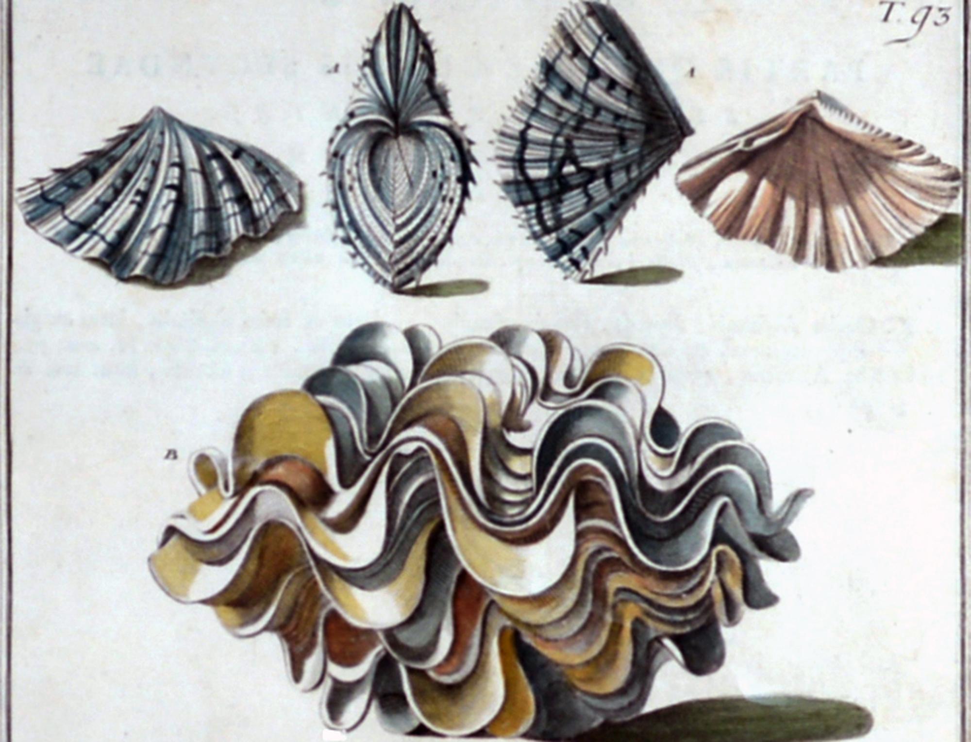 18th-century Seashell Engravings by Niccolo Gualtieri For Sale 5