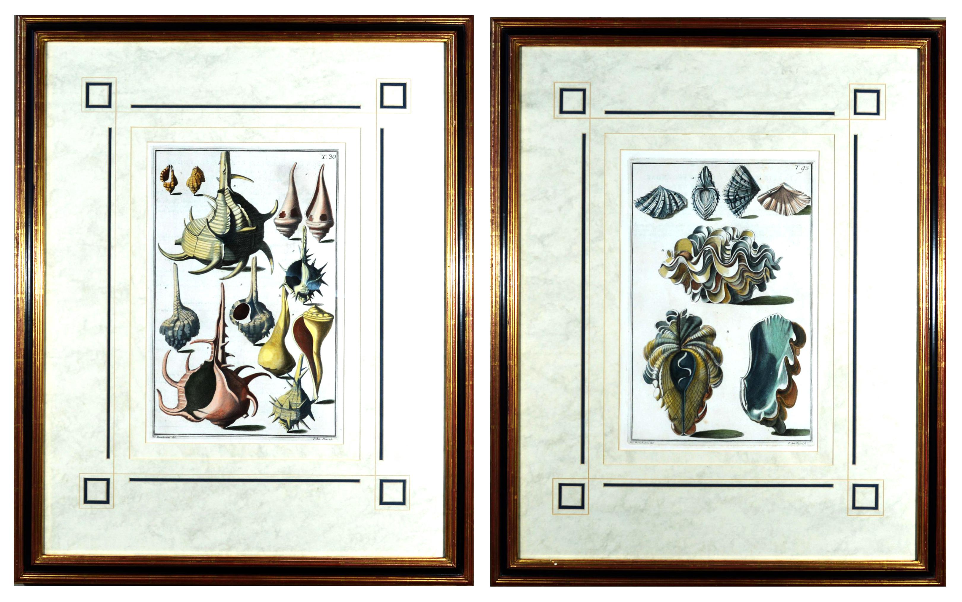 Muschelgravuren aus dem 18. Jahrhundert von Niccolo Gualtieri (Georgian) im Angebot